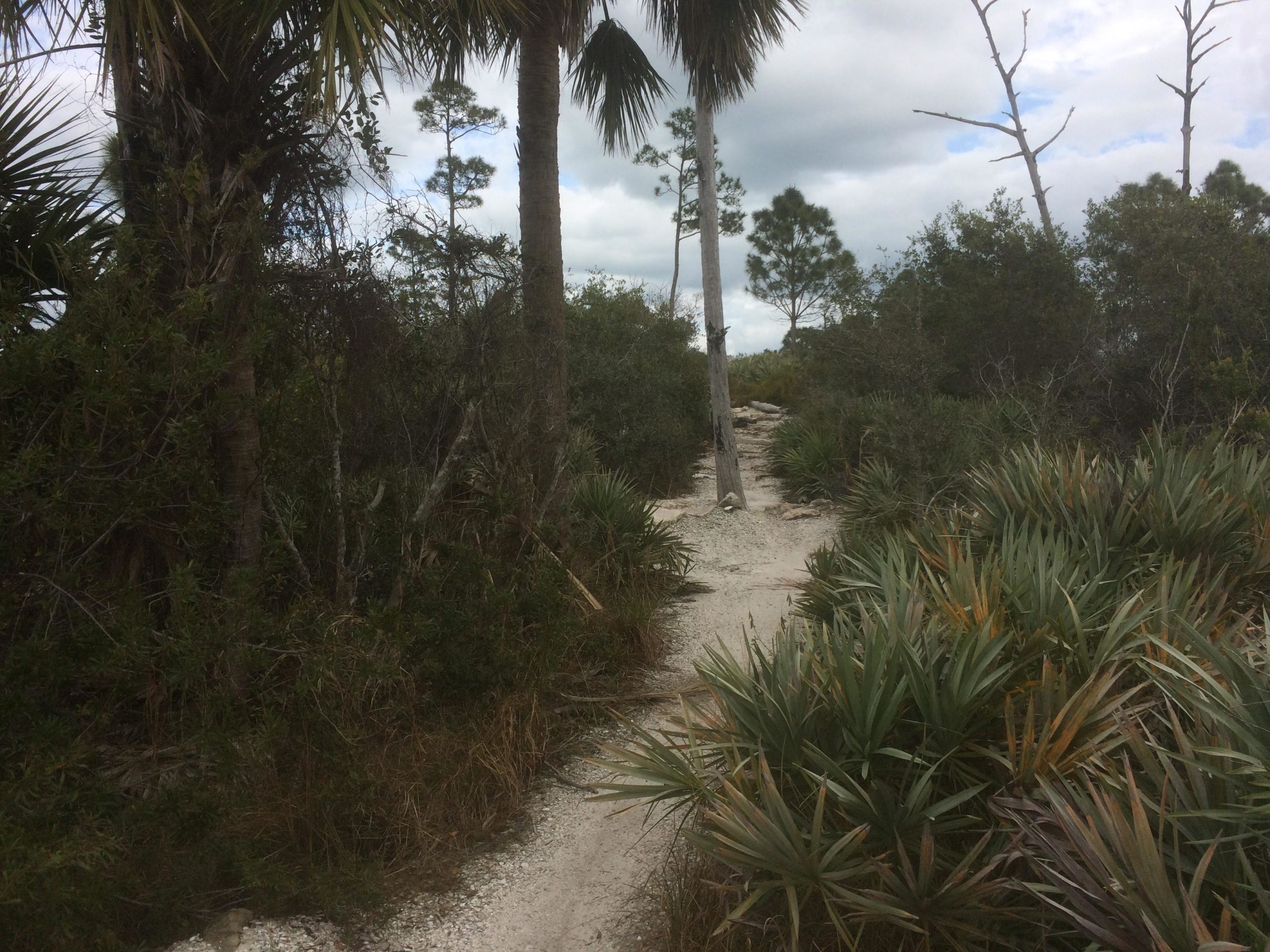 A narrow sandy pathway winding through a patch of lush greenery, featuring palm trees and various types of shrubs. The sky is partly cloudy, and there are hints of dead trees in the background, adding to the natural, wild landscape. Jonathan Dickinson State Park mountain bike trail.