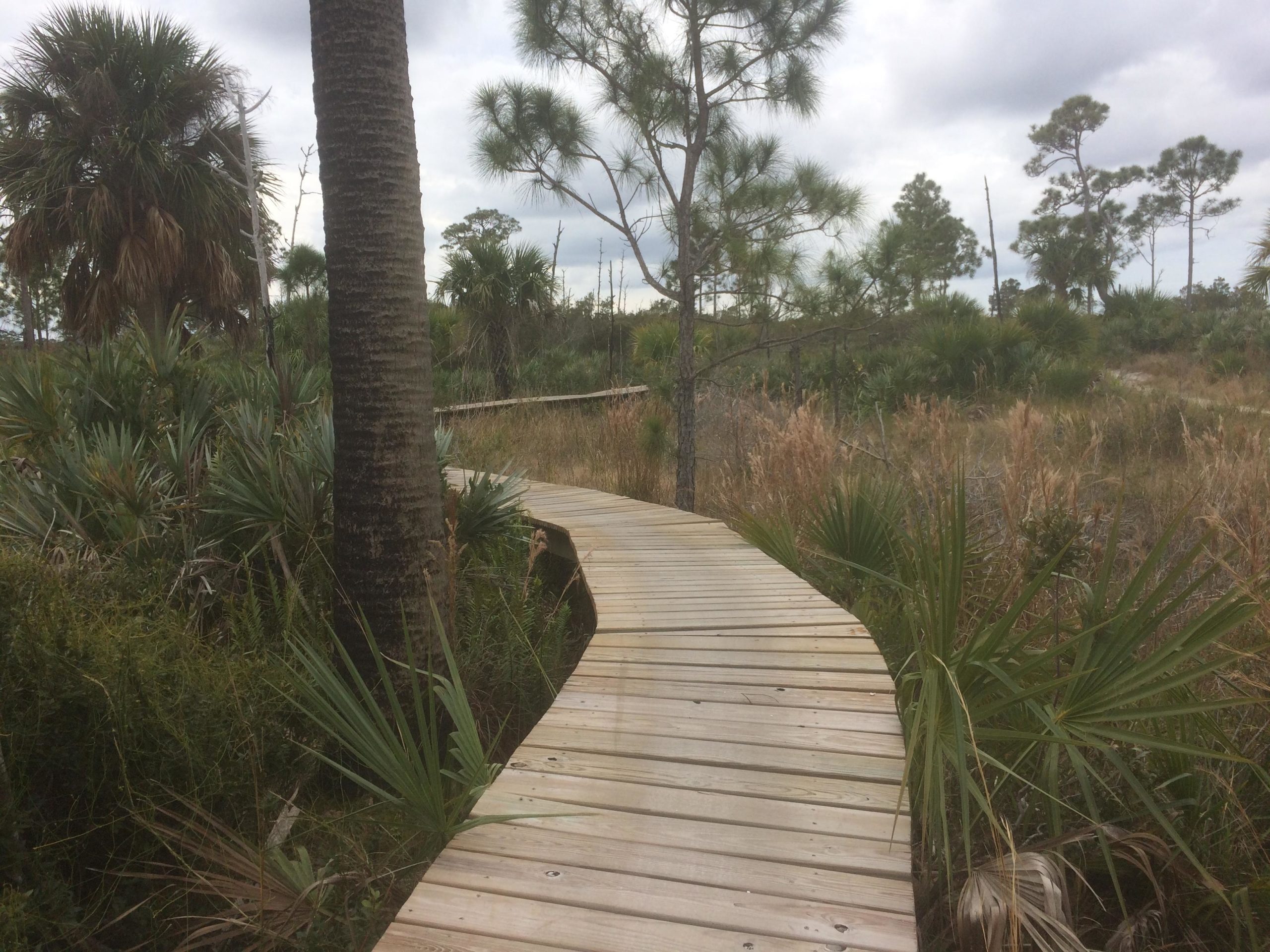 A winding wooden boardwalk leads through a lush, natural landscape featuring palm trees and tall grasses under a cloudy sky. Jonathan Dickinson State Park mountain bike trail.