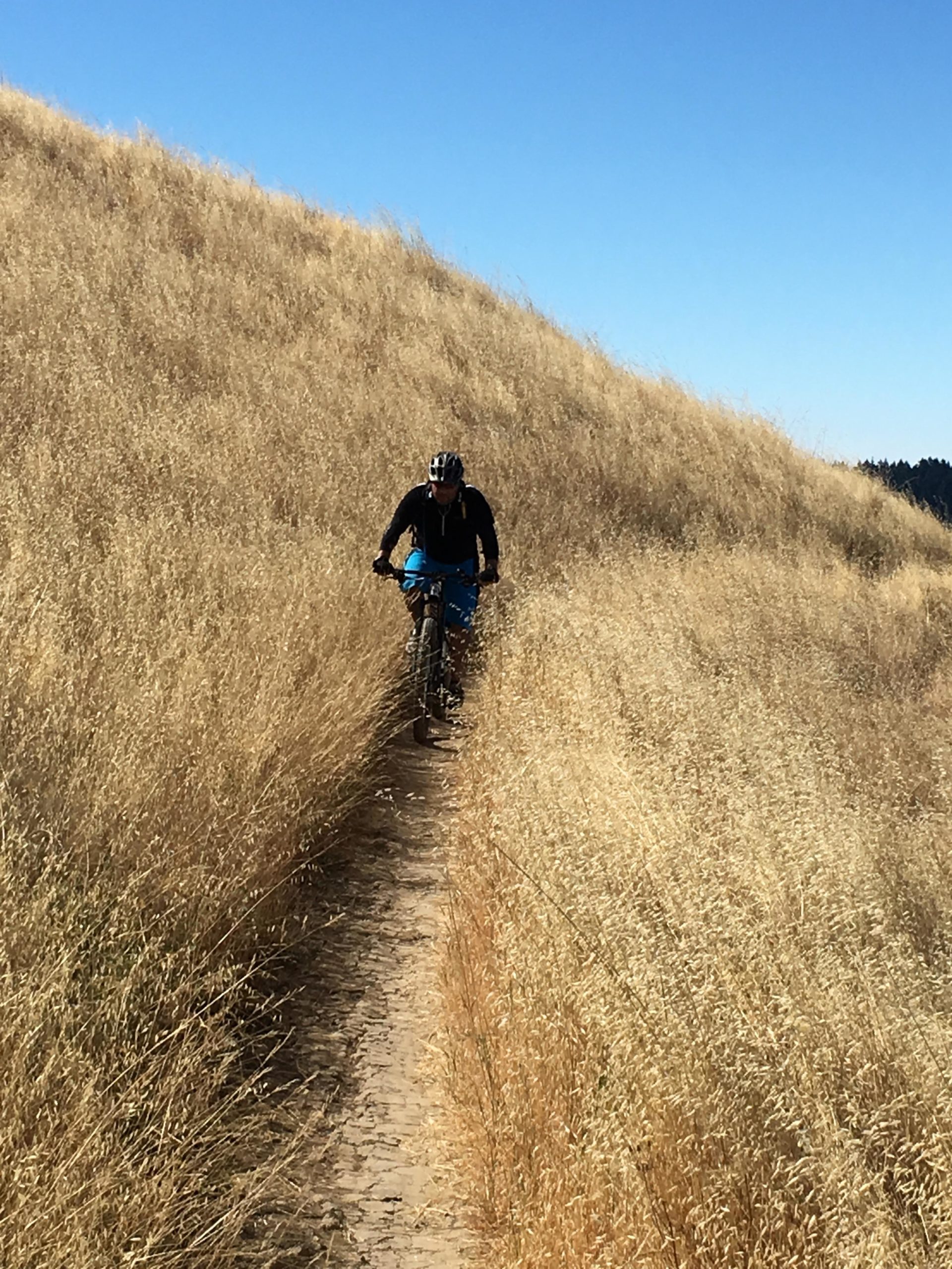 A person riding a mountain bike along a narrow dirt trail surrounded by tall golden grasses under a clear blue sky. Monte Bello / Rancho San Antonio mountain bike trail.