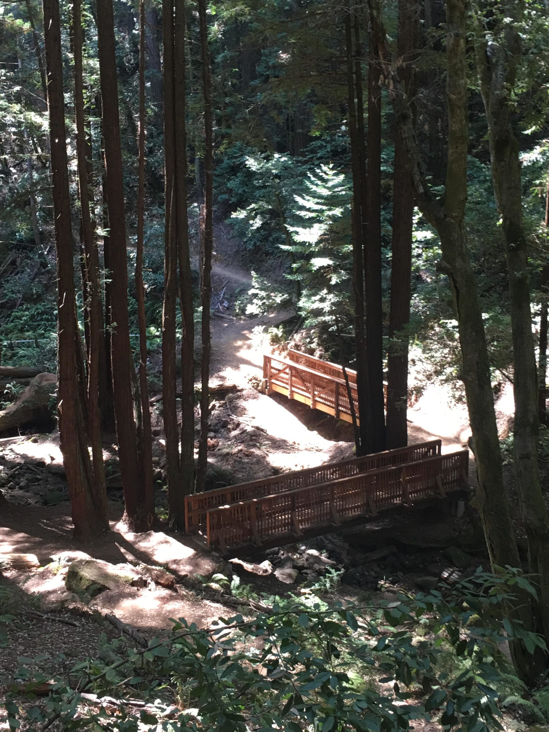 A serene forest scene featuring tall redwood trees surrounding a wooden bridge that spans a small stream. Sunlight filters through the canopy, casting dappled shadows on a winding dirt path leading into the greenery. The landscape is rich with ferns and underbrush, creating a tranquil natural setting. El Corte De Madera Creek Open Space mountain bike trail.