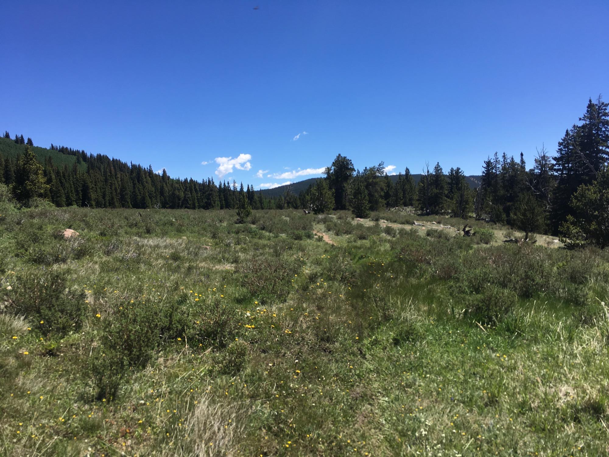 A scenic view of a grassy meadow surrounded by trees under a clear blue sky with a few fluffy clouds. The landscape features a path winding through the lush greenery and wildflowers, with a backdrop of distant mountains. Twelvemile Trail mountain bike trail.