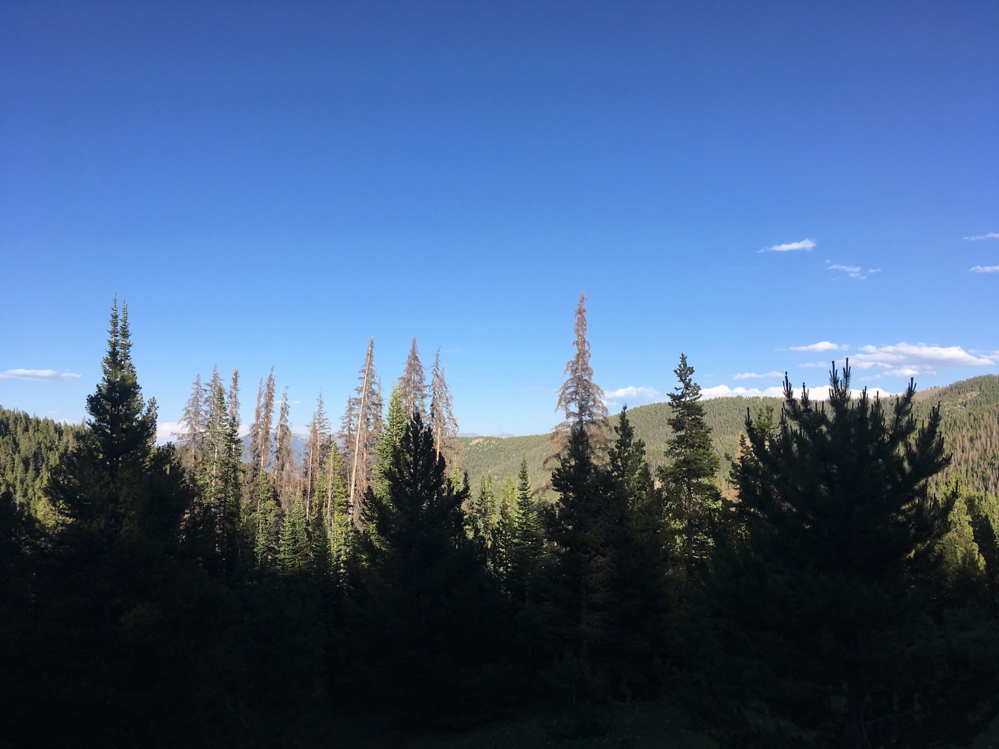 A scenic view of a dense forest featuring various evergreen trees against a clear blue sky. The landscape includes a mix of healthy green trees and some with dried branches, indicating past environmental changes. The backdrop consists of rolling hills covered in forest. Starvation Creek mountain bike trail.