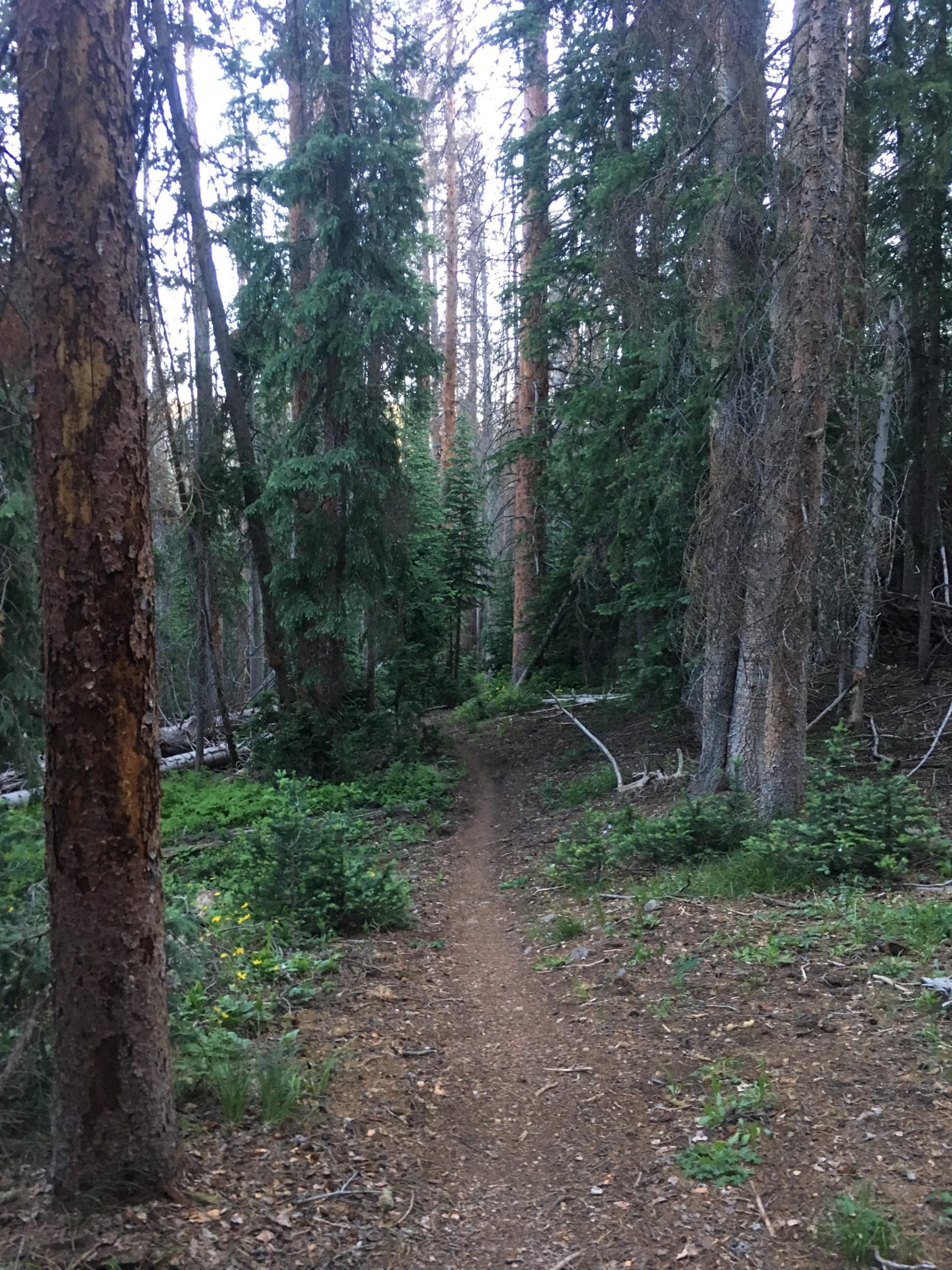 A narrow dirt trail winding through a dense forest of tall pine trees, with patches of green underbrush and scattered wildflowers. The scene is illuminated by soft light, suggesting early evening, creating a serene and tranquil atmosphere. Starvation Creek mountain bike trail.