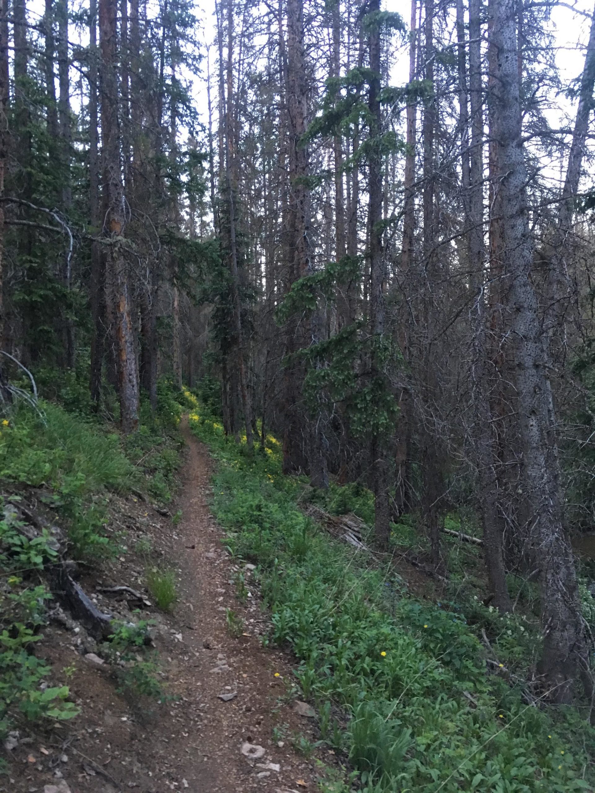 A narrow dirt trail winding through a dense forest of tall trees, surrounded by lush greenery and scattered wildflowers. The trail is flanked by a mix of pine and deciduous trees, creating a serene and inviting atmosphere. Starvation Creek mountain bike trail.