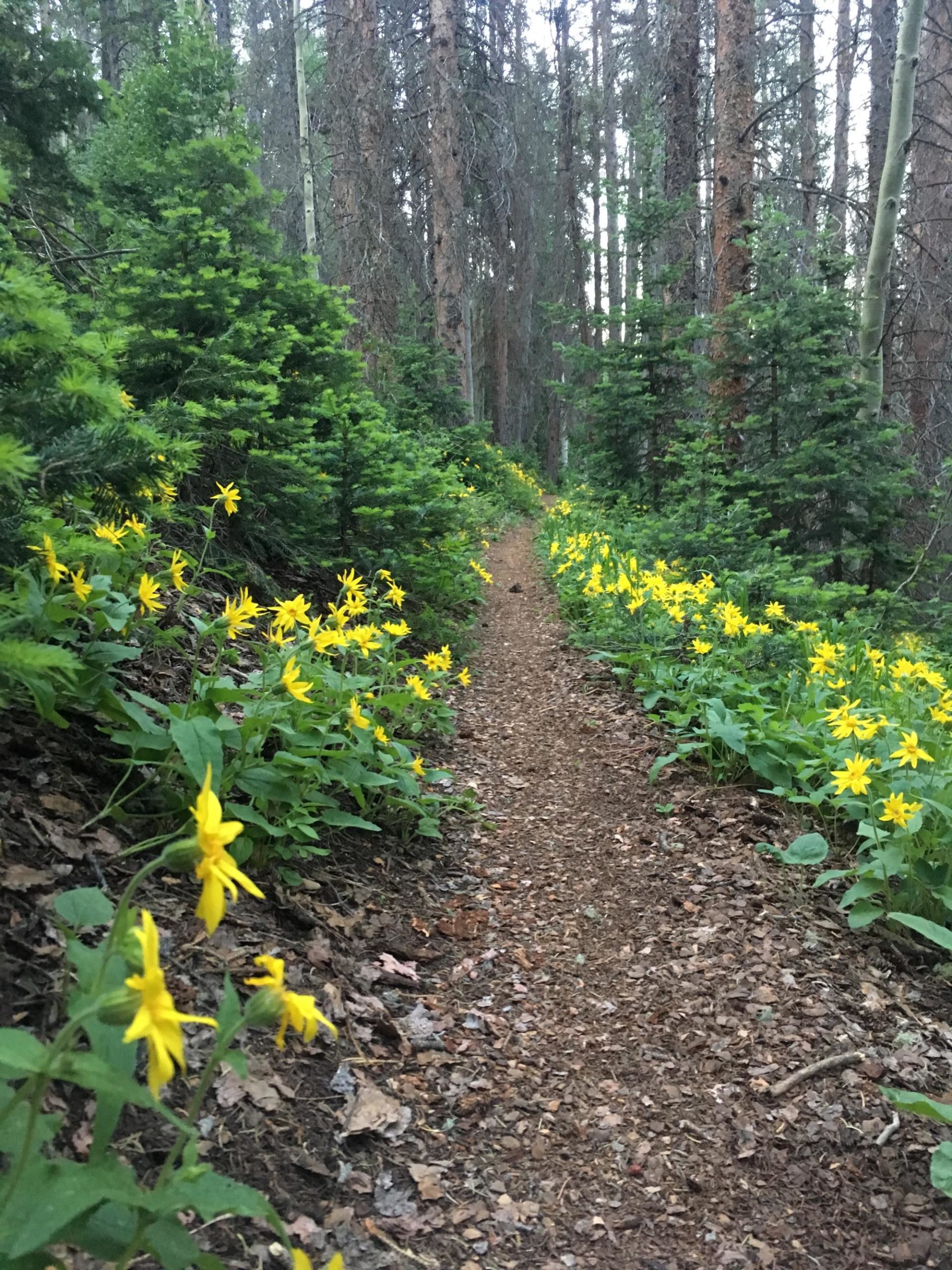 A winding dirt path cuts through a forest, flanked by vibrant yellow wildflowers and lush green shrubs. Tall, slender trees rise on either side, creating a serene atmosphere in the woods. Starvation Creek mountain bike trail.