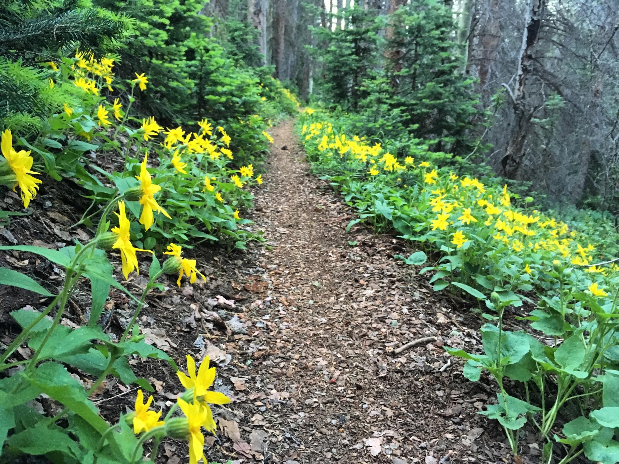 A winding dirt path surrounded by vibrant yellow wildflowers and lush greenery, set among tall trees in a serene forest environment. Starvation Creek mountain bike trail.