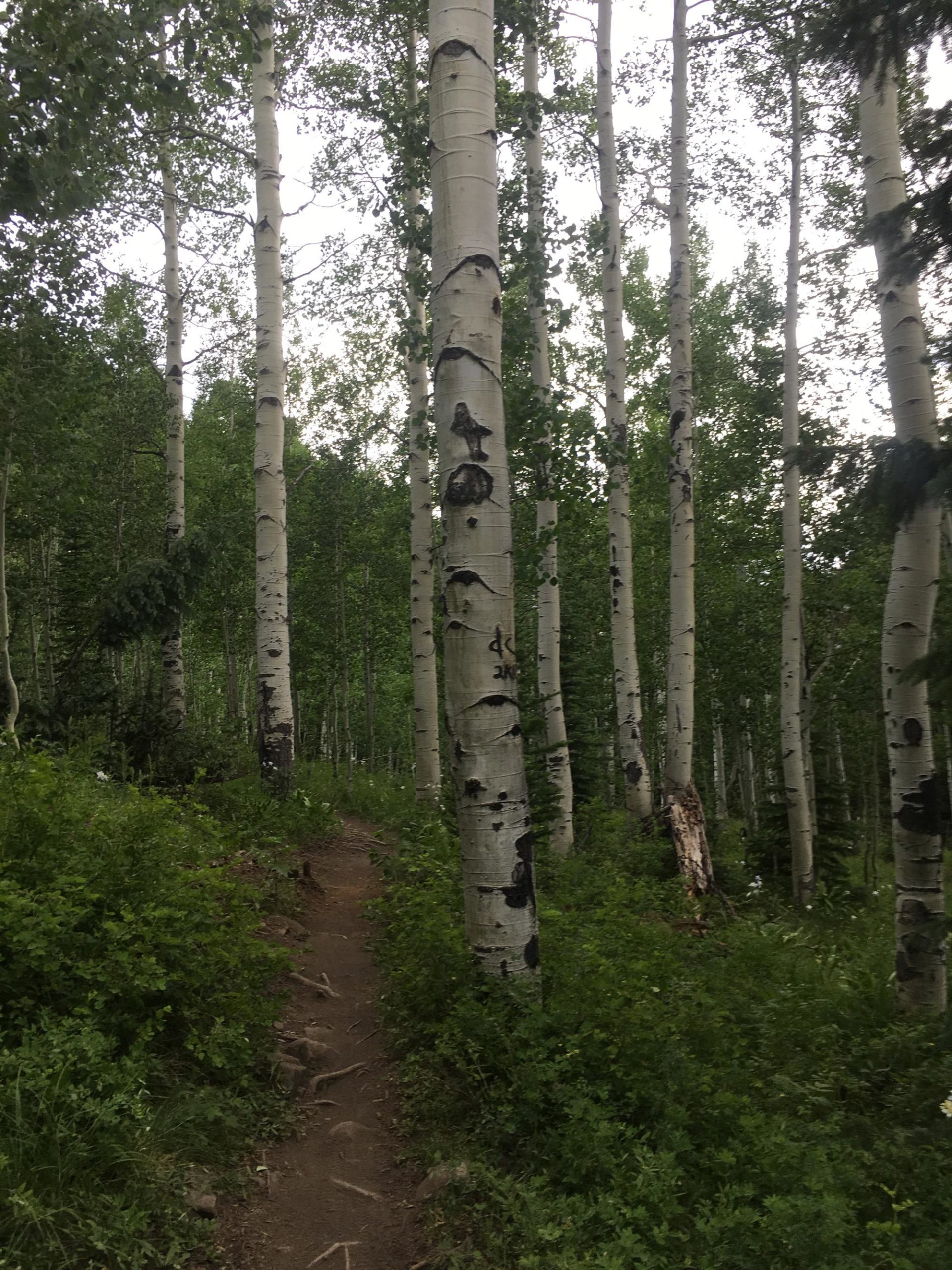 A narrow dirt path winding through a forest of tall, slender aspen trees with green foliage surrounding the trail. Some tree trunks display distinctive white bark with black markings. The scene is set on a cloudy day, adding a serene atmosphere to the woodland setting. Lower Loop mountain bike trail.
