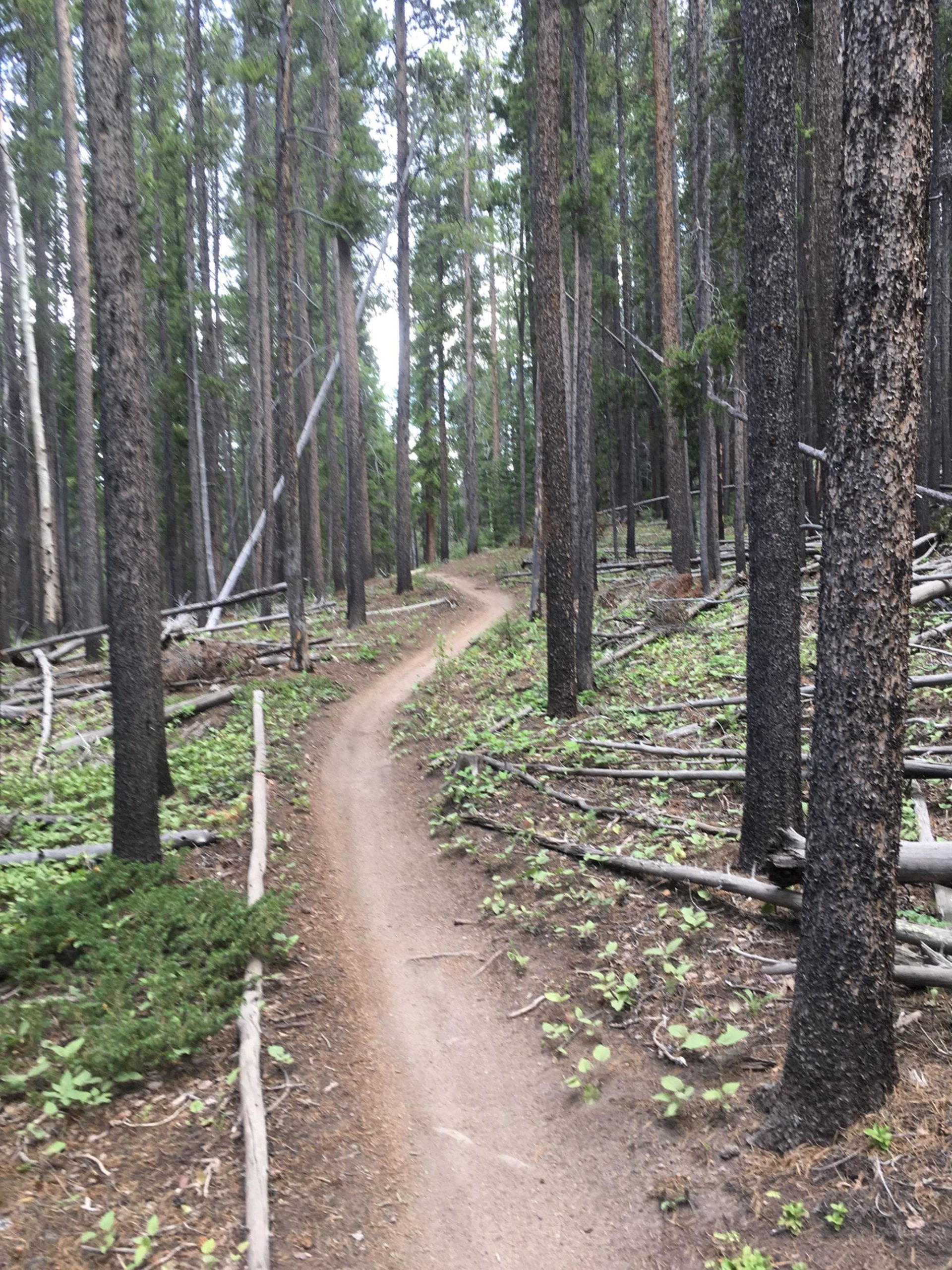 Winding dirt trail through a forest of tall pine trees, with patches of green foliage and fallen branches scattered along the ground. Rainbow Trail: Silver Creek to Hwy 285 mountain bike trail.