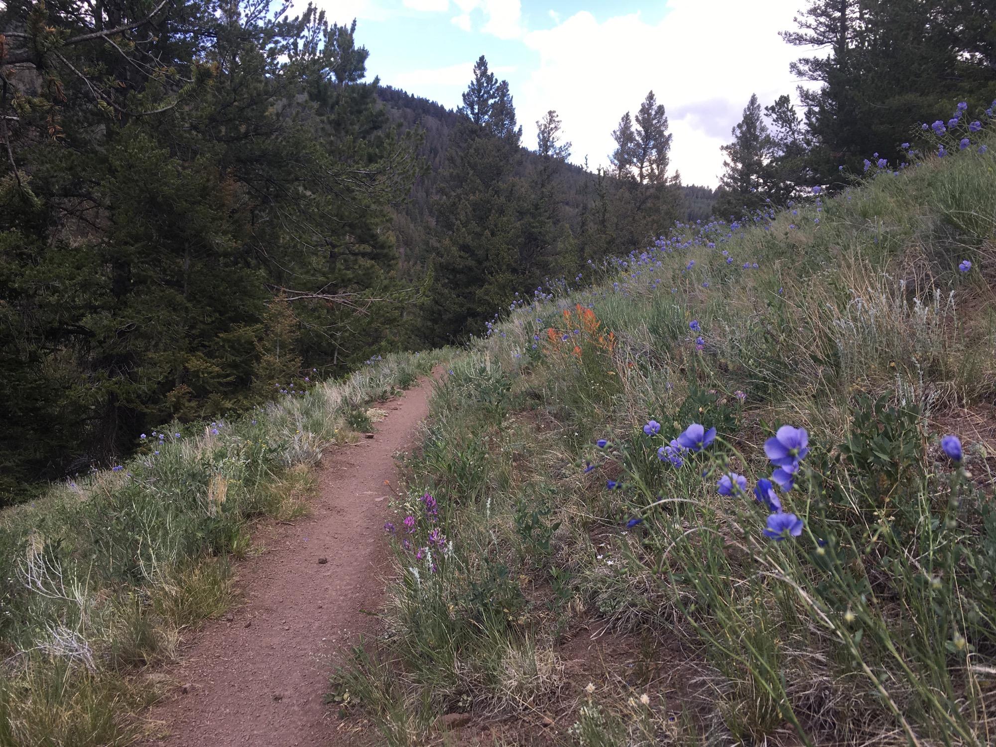 A narrow dirt path meanders through a lush hillside, bordered by vibrant wildflowers in shades of purple and orange. Tall pine trees rise in the background against a partly cloudy sky, creating a serene natural landscape. Rainbow Trail: Silver Creek to Hwy 285 mountain bike trail.
