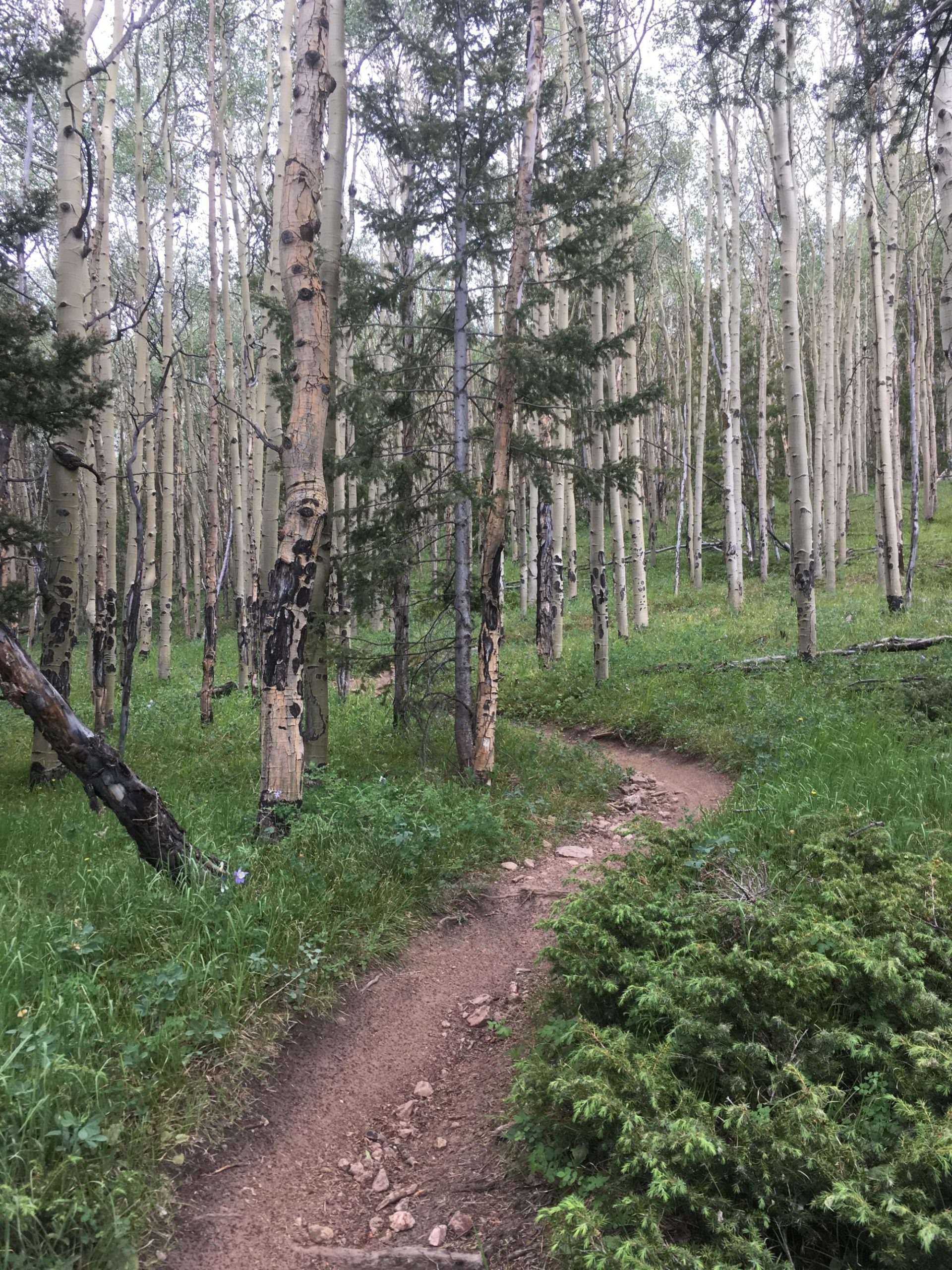 A winding dirt path through a lush green forest with tall, slender trees, including aspens and evergreens. The scene features a mix of greenery and rocky patches under a cloudy sky, creating a tranquil natural setting. Rainbow Trail: Hwy 285 to Methodist Mountain Thd mountain bike trail.