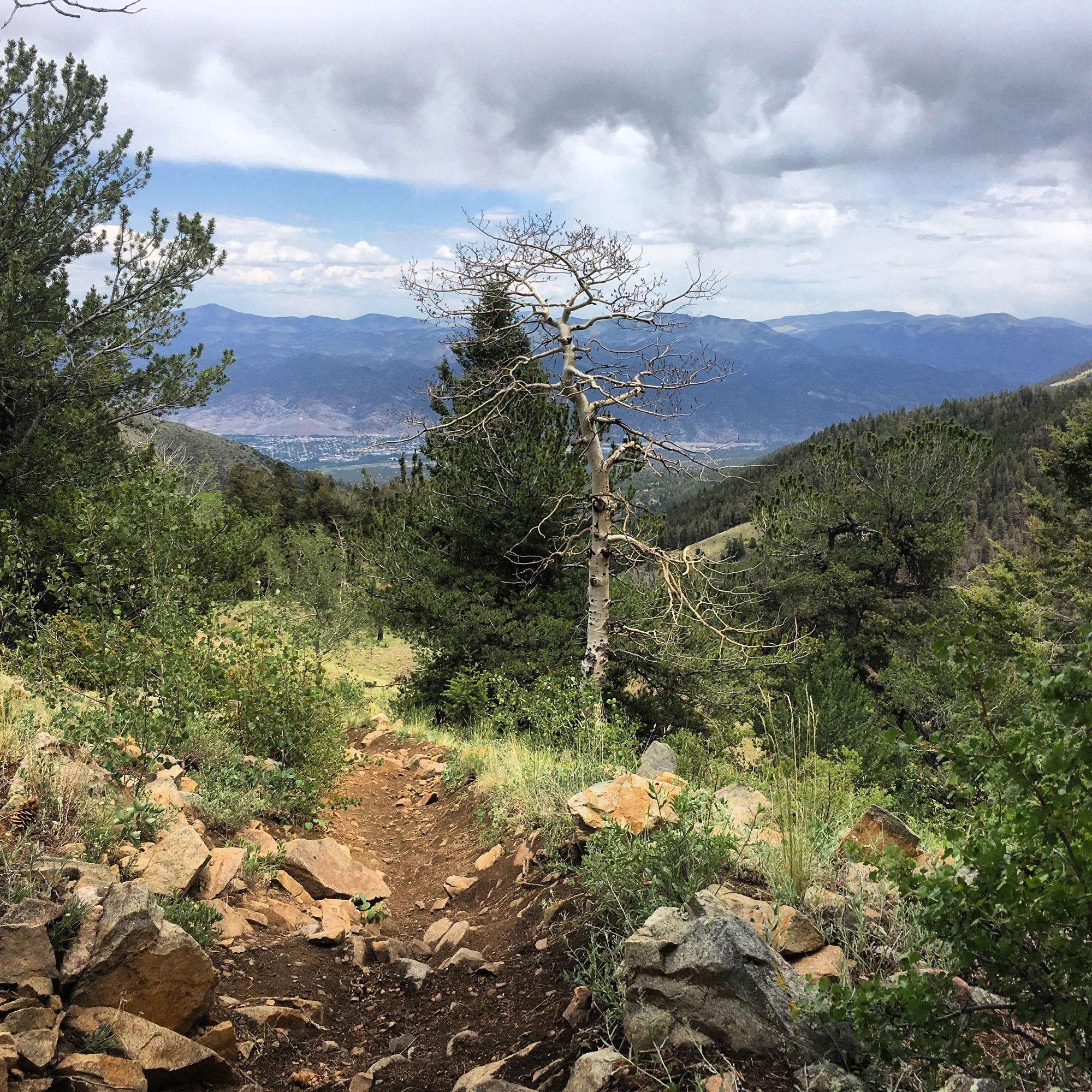A winding mountain trail leads through lush greenery and rocky terrain, with a view of distant mountains and a valley below under a partly cloudy sky. A partially bare tree stands prominently along the path, adding to the natural scenery. Rainbow Trail: Hwy 285 to Methodist Mountain Thd mountain bike trail.
