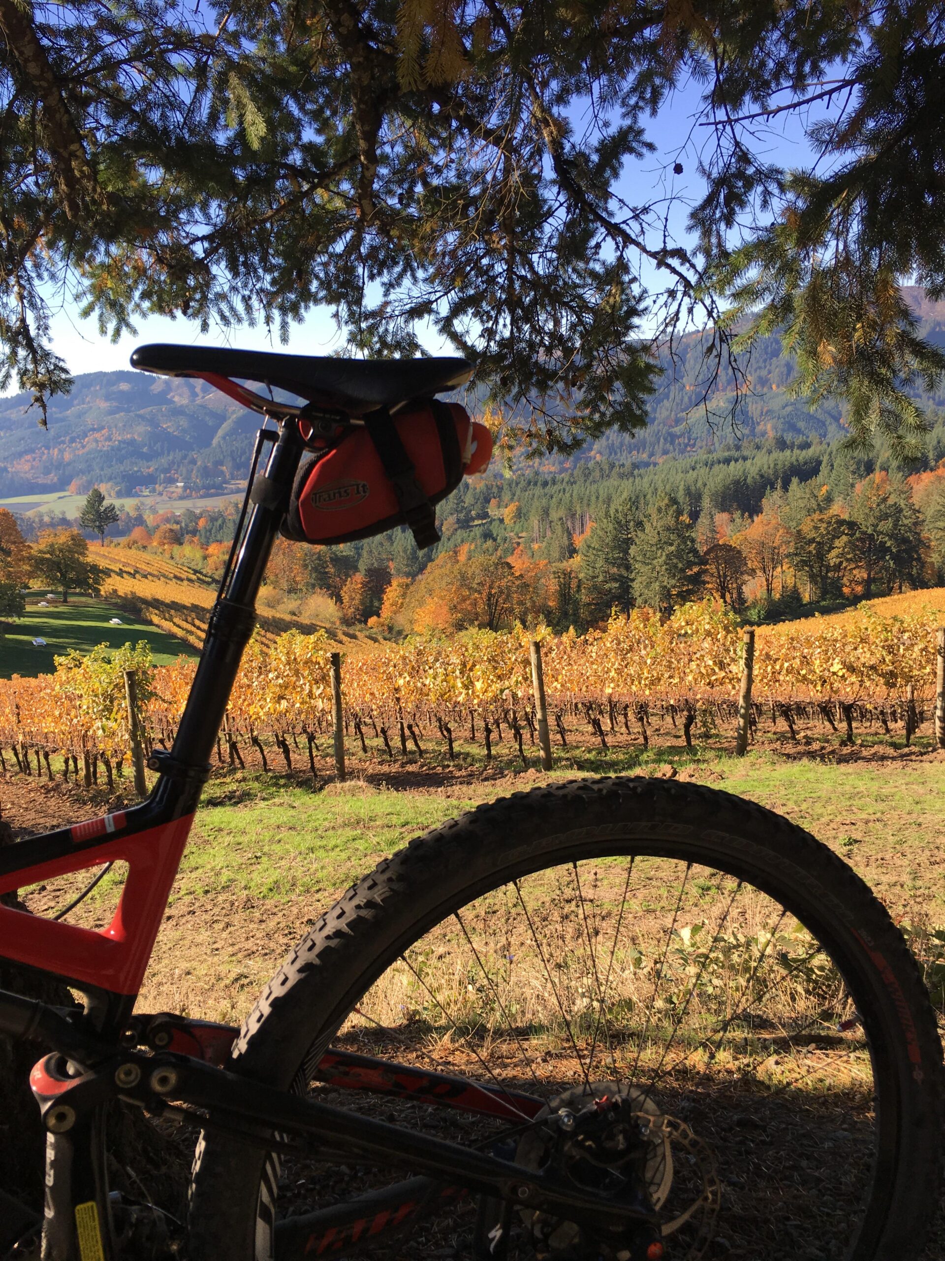 Specialized Stumpjumper FSR Expert Carbon EVO 29: A mountain bike is partially visible in the foreground, with its seat and wheel in focus. In the background, colorful autumn vineyards stretch across rolling hills under a clear blue sky. Trees with vibrant foliage frame the scene, creating a picturesque landscape of nature and cycling.