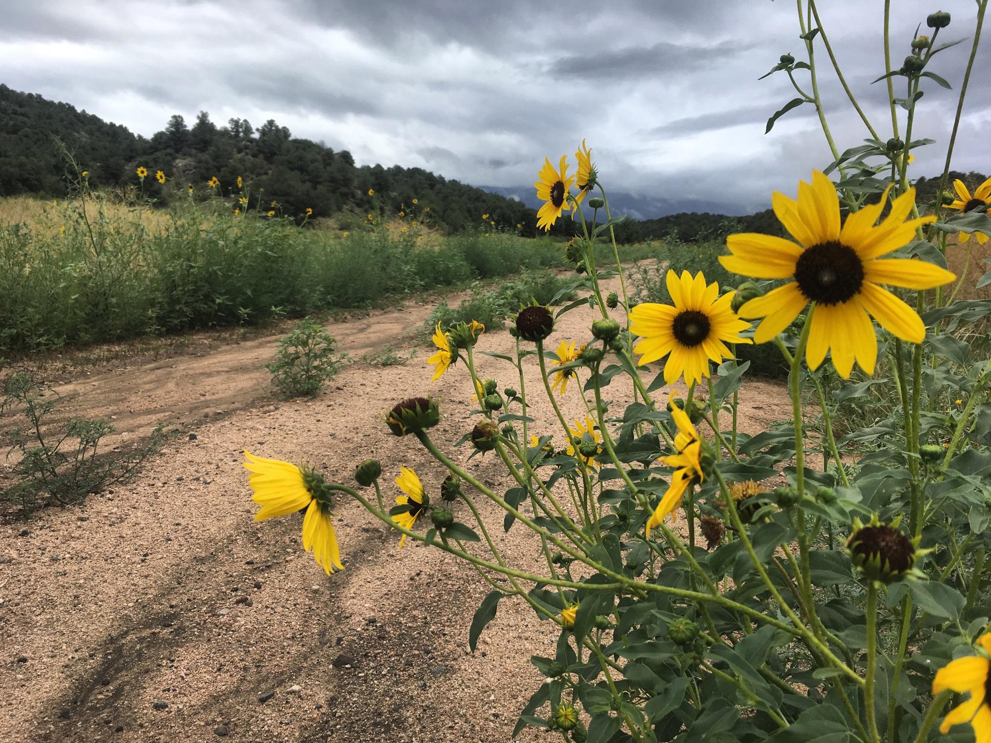 A field of vibrant yellow sunflowers blooming along a sandy pathway, surrounded by lush greenery under a cloudy sky. The scene captures the natural beauty of the landscape, with the flowers prominently in the foreground and rolling hills in the background. South Fern Leaf Gulch mountain bike trail.