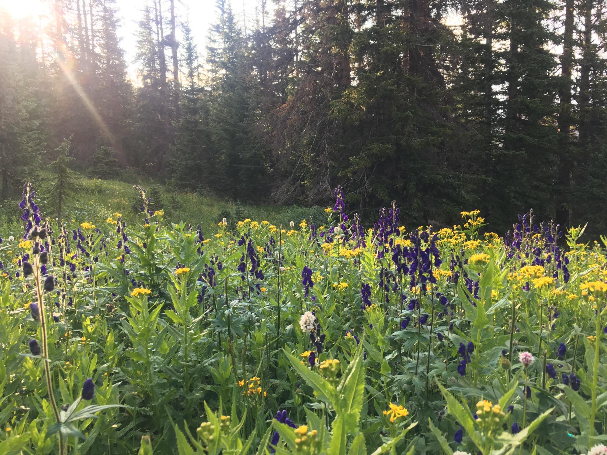 A vibrant field of wildflowers in various shades of purple and yellow, surrounded by lush green foliage and tall trees. The sunlight filters through the trees, creating a warm glow over the scene. Colorado Trail: Fooses Creek mountain bike trail.