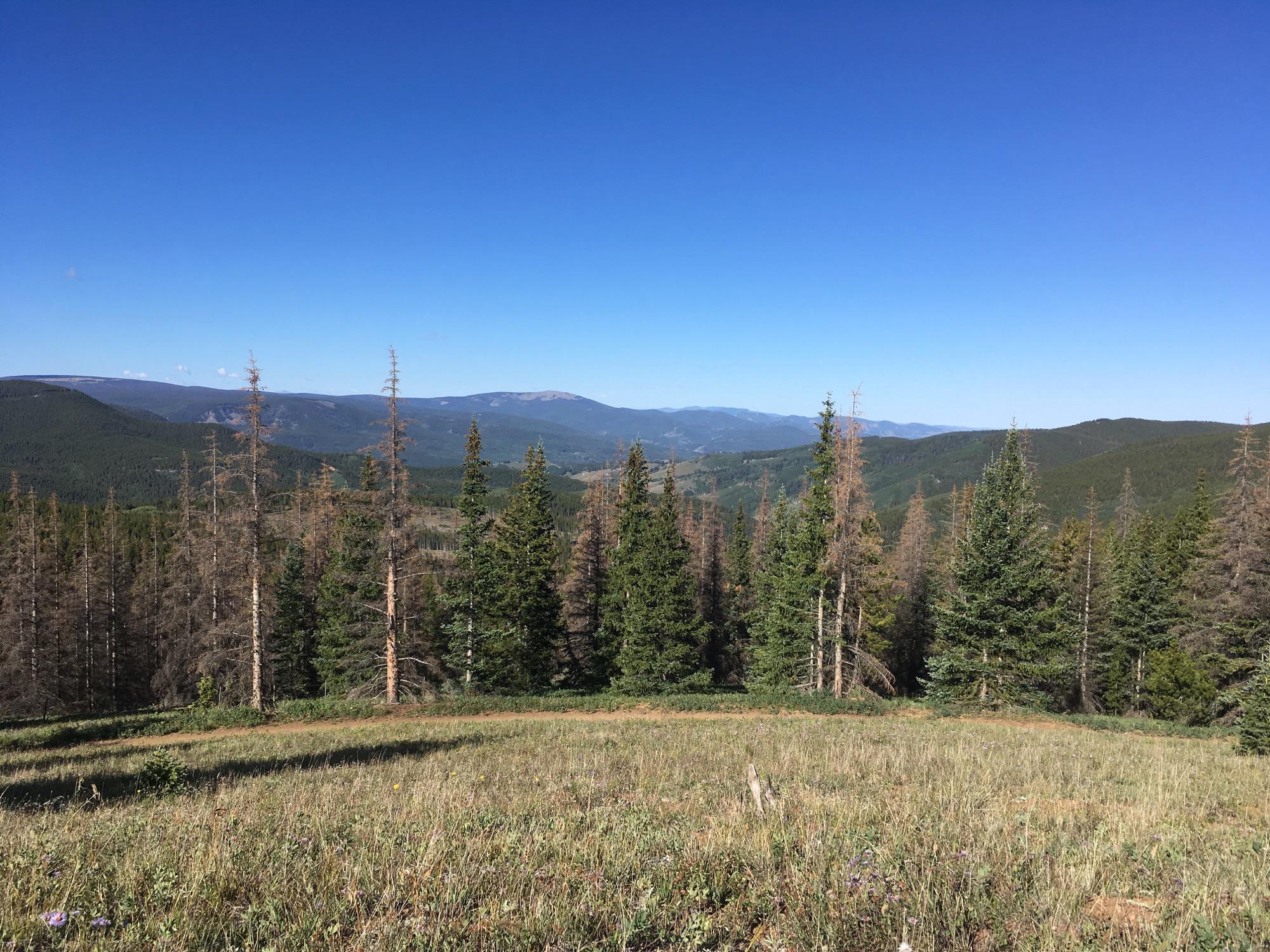 A scenic view of rolling mountains under a clear blue sky, featuring a mix of evergreen trees and some with brown foliage. The foreground includes a grassy area with wildflowers, while the background showcases distant hills and a vast expanse of nature. Colorado Trail: Marshall Pass to Sargents Mesa / Rd #855 mountain bike trail.