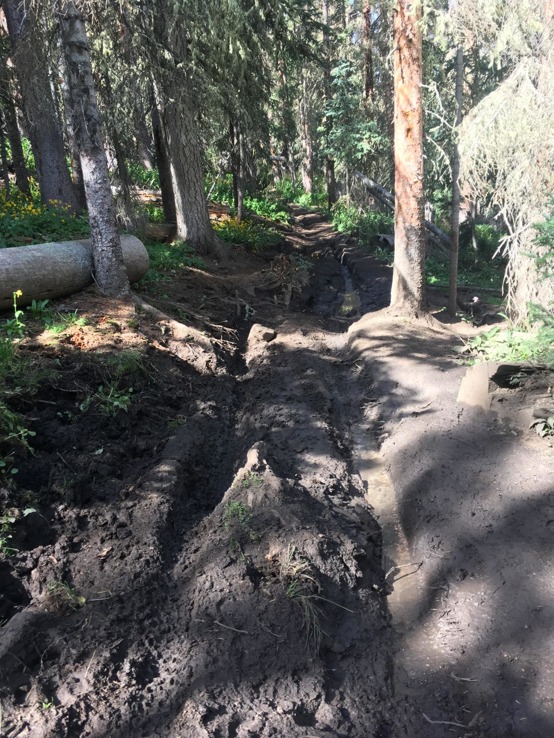A forest scene featuring a muddy, uneven path surrounded by tall trees and sparse undergrowth. The pathway shows signs of erosion and water accumulation, with a fallen log nearby. Sunlight filters through the trees, creating a dappled light effect on the ground. Colorado Trail: Marshall Pass to Sargents Mesa / Rd #855 mountain bike trail.