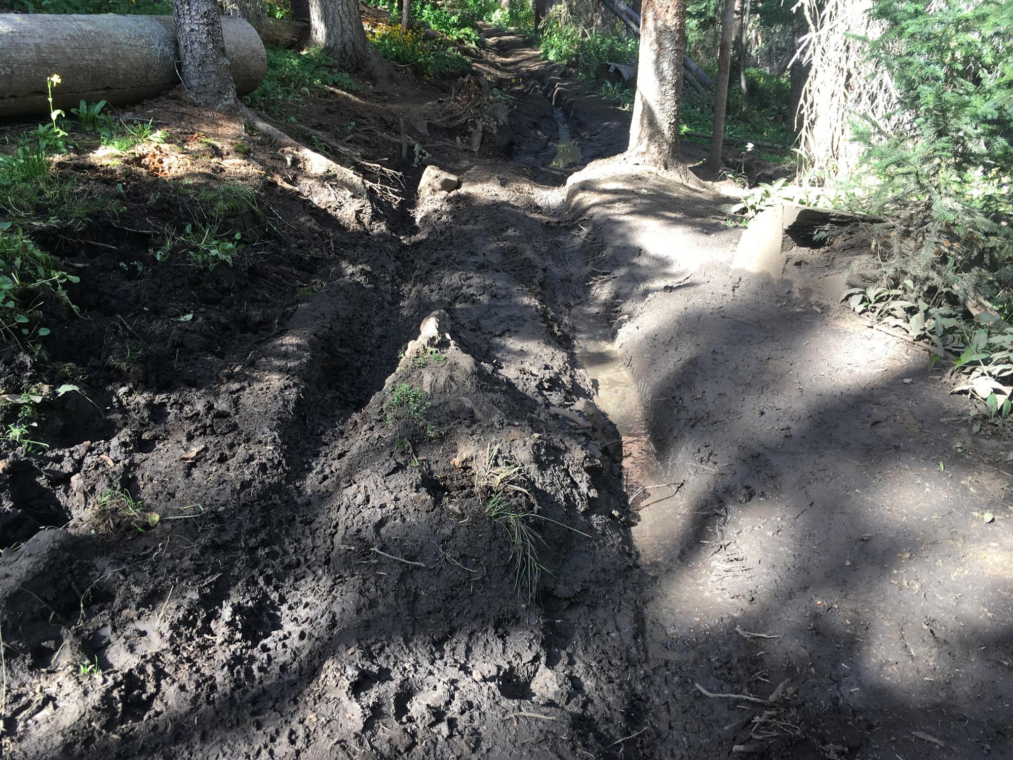 A narrow, muddy trail in a forested area, with deep ruts and patches of grass. Sunlight filters through the trees, casting shadows on the trail, and a fallen log is visible in the background. Colorado Trail: Marshall Pass to Sargents Mesa / Rd #855 mountain bike trail.