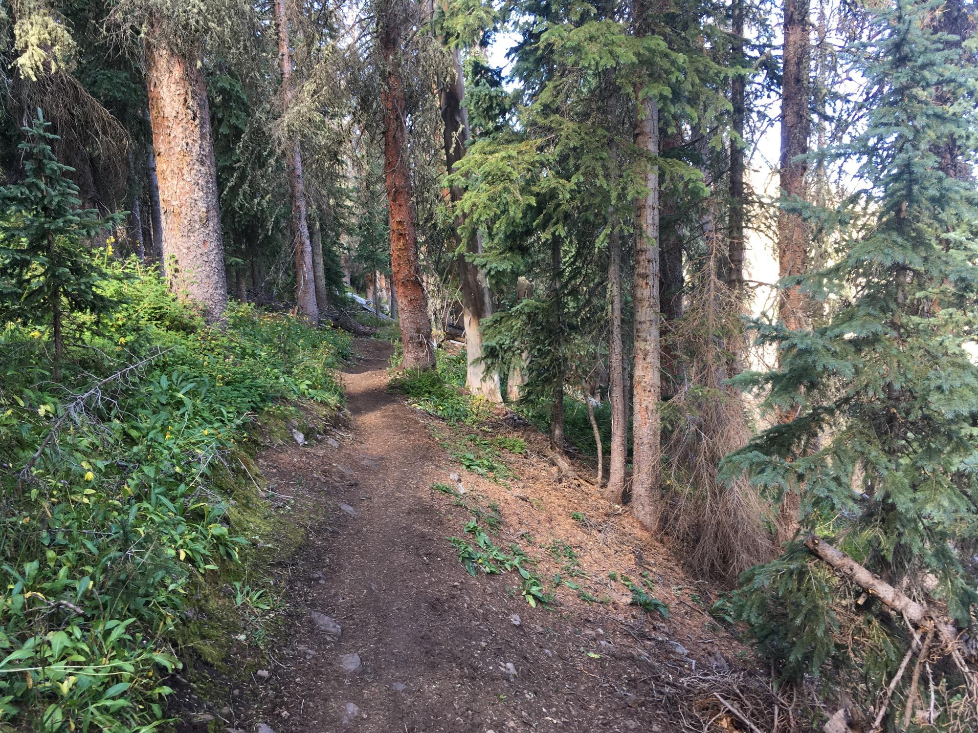 A narrow dirt trail winding through a dense forest of tall pine trees, with patches of green foliage and wildflowers along the path. Sunlight filters through the trees, creating a serene natural environment. Colorado Trail: Marshall Pass to Sargents Mesa / Rd #855 mountain bike trail.