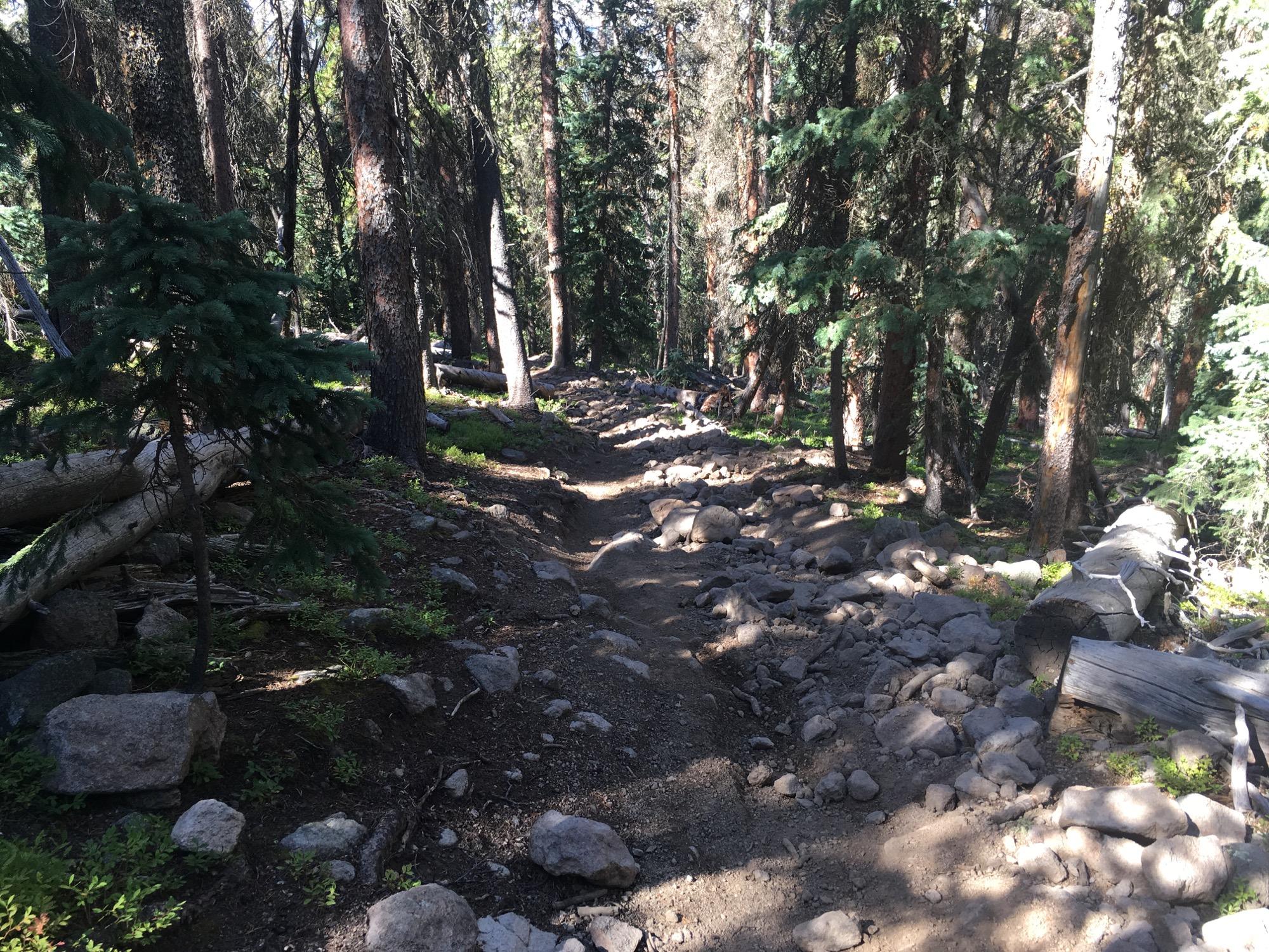A rocky hiking trail winding through a dense forest of tall pine trees, with patches of sunlight filtering through the branches onto the uneven ground. The path is lined with boulders and fallen logs, indicating a rugged outdoor environment. Colorado Trail: Marshall Pass to Sargents Mesa / Rd #855 mountain bike trail.