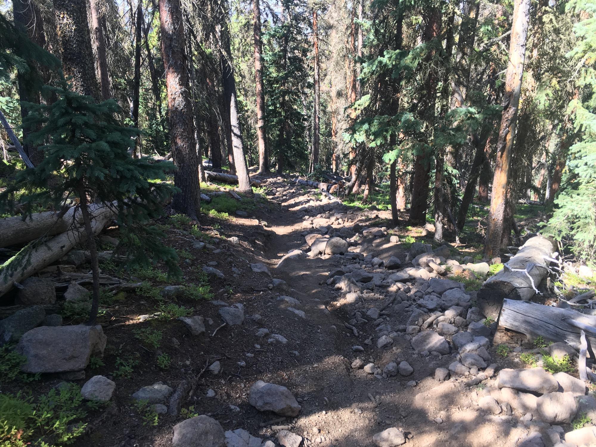 A rocky hiking trail winding through a dense forest of tall trees, with sunlight filtering through the foliage, highlighting the rugged terrain and scattered boulders. Colorado Trail: Marshall Pass to Sargents Mesa / Rd #855 mountain bike trail.