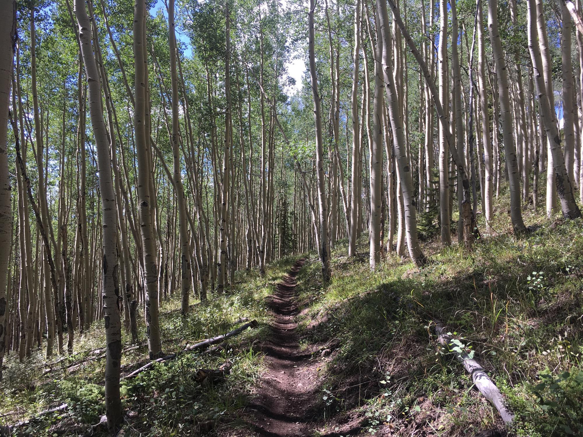 A narrow dirt path winding through a sunlit forest of tall, slender aspen trees with green foliage and patches of grass along the trail. Colorado Trail: Marshall Pass to Sargents Mesa / Rd #855 mountain bike trail.