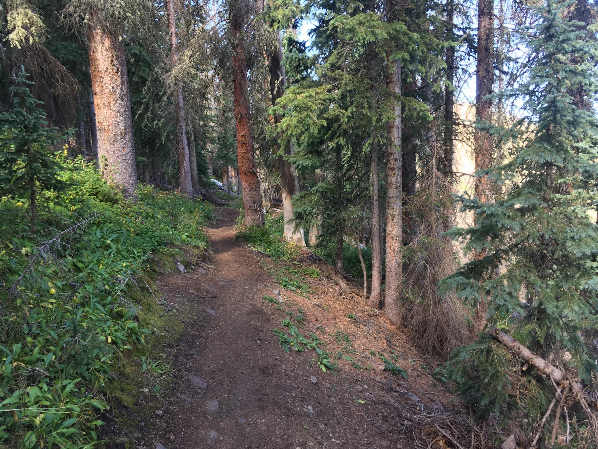 A winding dirt path cuts through a dense forest, with tall evergreen trees lining both sides. The ground is covered in a mix of green foliage and scattered rocks, while dappled sunlight filters through the canopy above, illuminating the trail. Colorado Trail: Marshall Pass to Sargents Mesa / Rd #855 mountain bike trail.