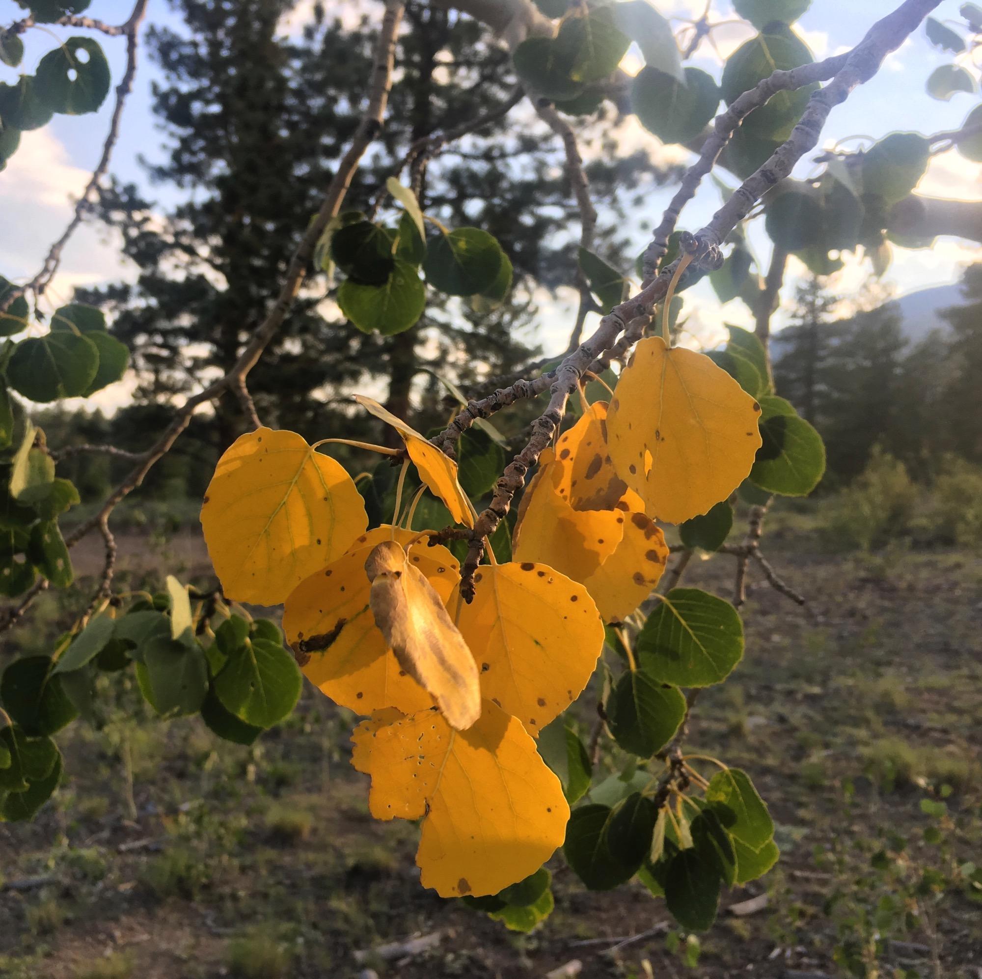 A close-up of a branch with vibrant yellow and green leaves, some yellow leaves showing signs of spotting, set against a blurred background of trees and a clear sky. The warm light of the late afternoon sun enhances the colors. Browns Creek Road / #272 mountain bike trail.