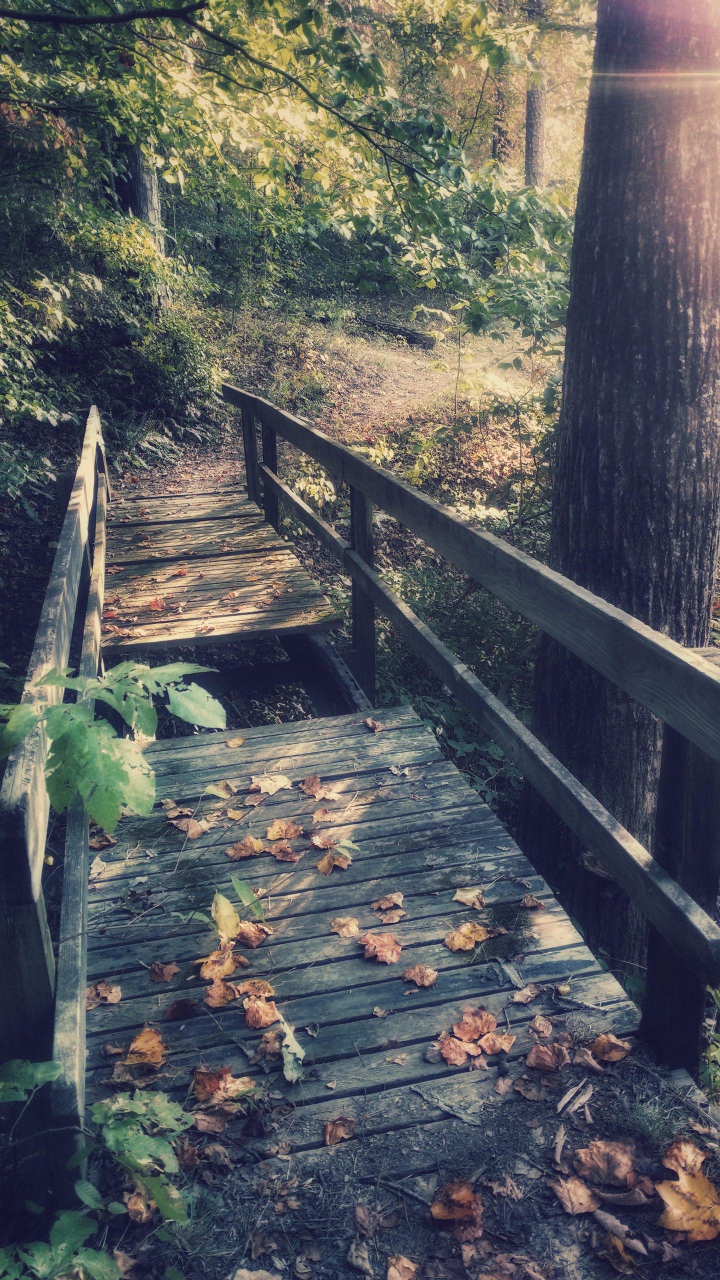 A wooden bridge covered with fallen leaves, surrounded by lush greenery and trees. The pathway leads deeper into a serene forest setting. Sunlight filters through the leaves, creating a tranquil and inviting atmosphere. Lake Russell Loop mountain bike trail.