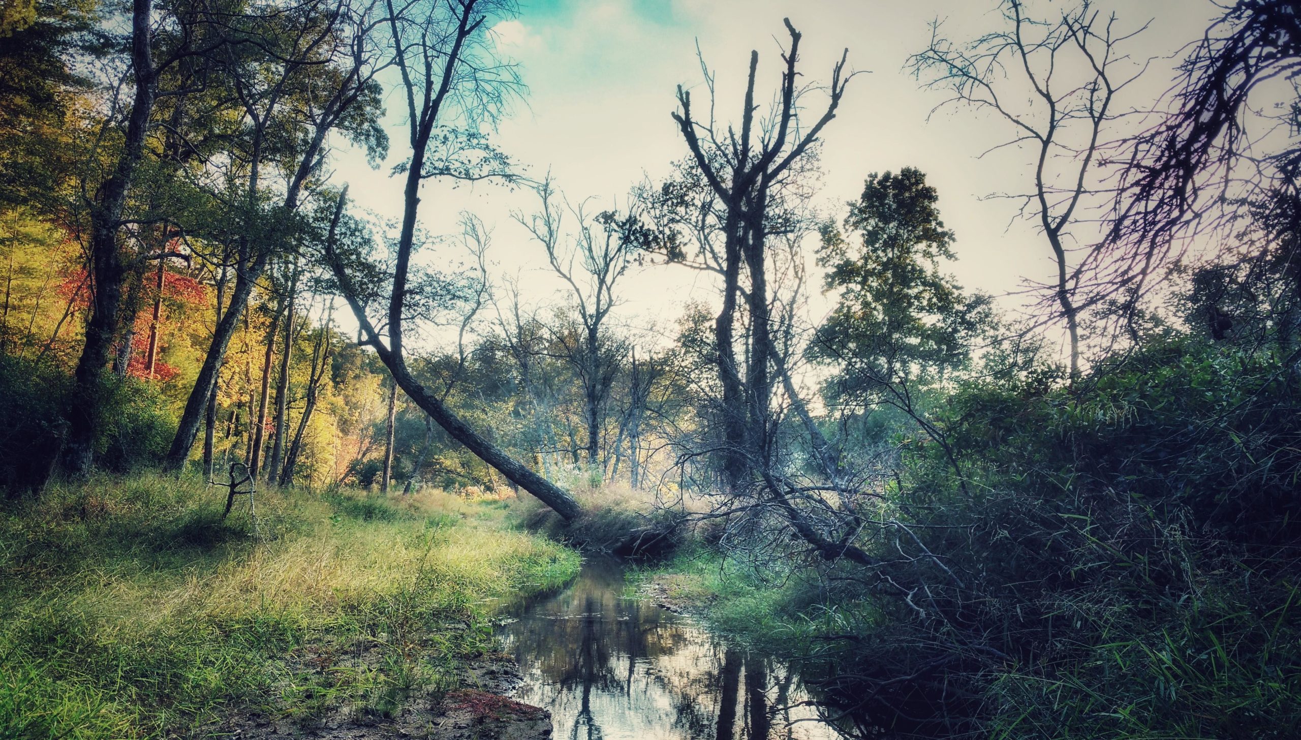 A serene landscape featuring a small, winding creek surrounded by lush greenery and tall trees. Some trees appear to be leaning or partially fallen, and the scene is illuminated by soft sunlight filtering through the leaves, creating a tranquil atmosphere. Lake Russell Loop mountain bike trail.