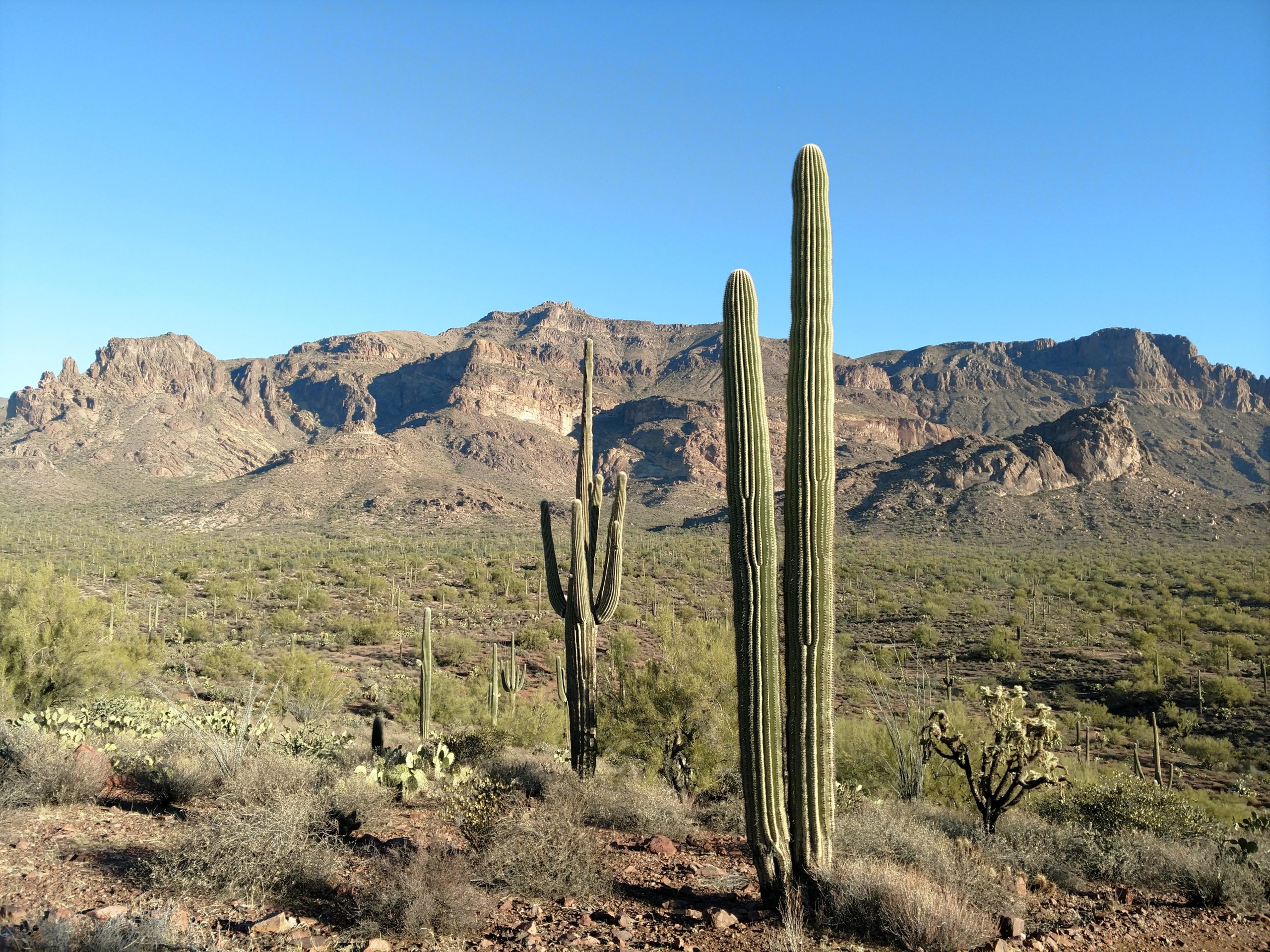 A desert landscape featuring tall cacti in the foreground, with rugged mountains in the background under a clear blue sky. Vegetation includes various desert plants and shrubs. Gila Monster-Diamondback-K-Trail mountain bike trail.