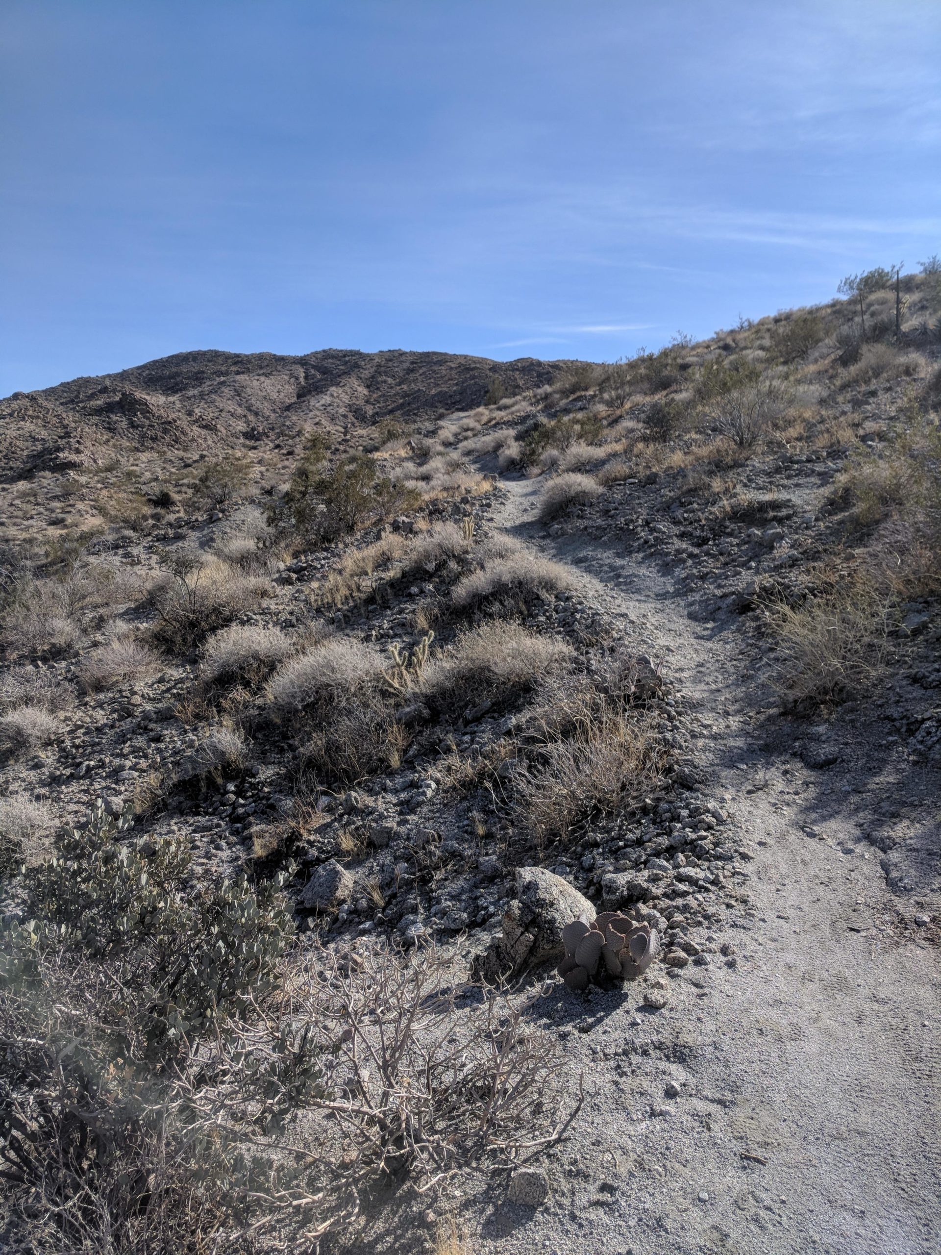 A rocky trail winding through a desert landscape, surrounded by dry shrubs and small bushes, leading up towards a mountainous terrain under a clear blue sky. Palm Canyon Epic mountain bike trail.