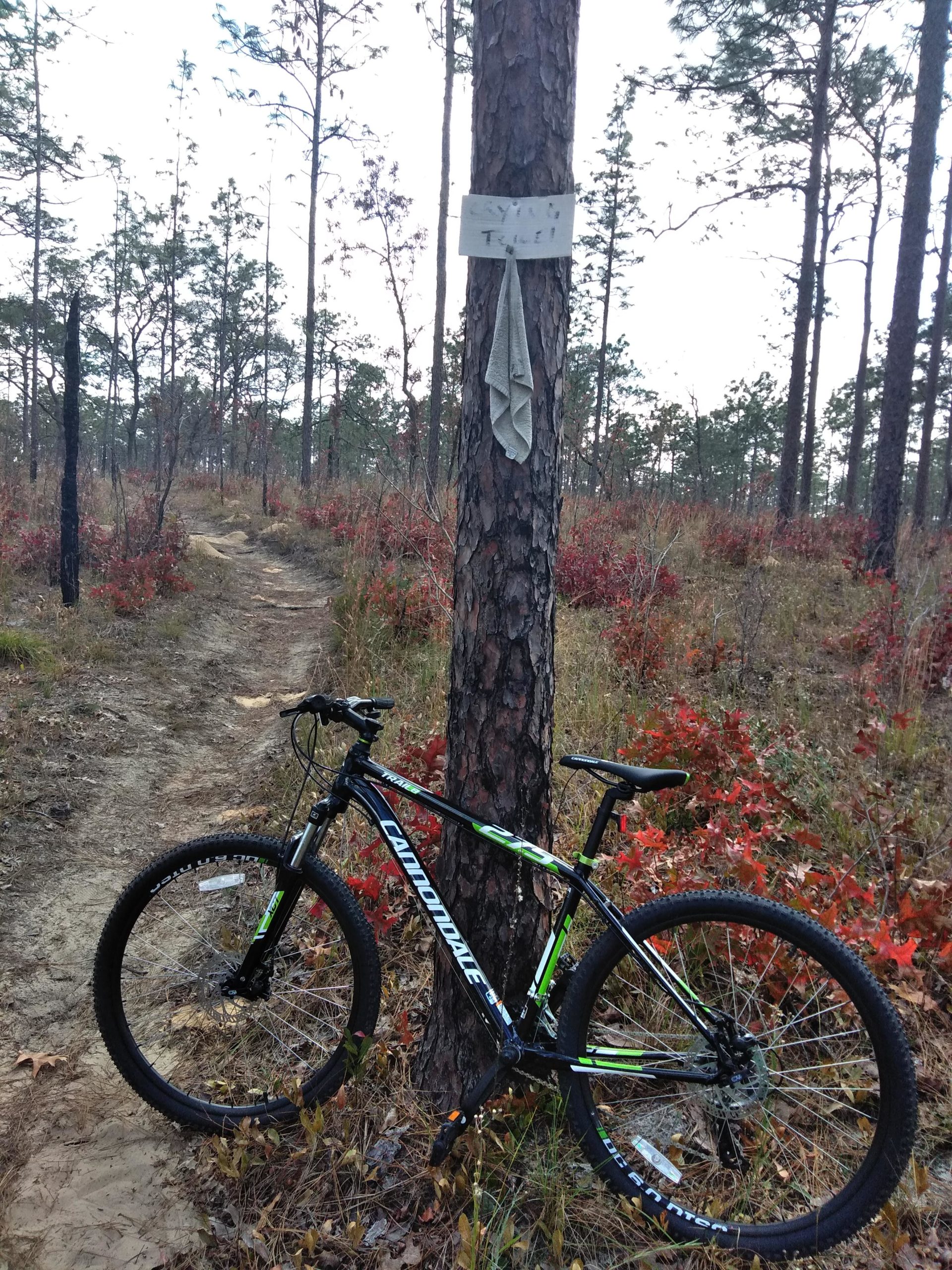 A mountain bike parked against a tree along a dirt trail in a forested area. The tree has a sign affixed to it, and a towel is hanging from it. Surrounding vegetation includes patches of dried grass and small red shrubs, with tall pine trees in the background. The trail is narrow and leads further into the woods. Withlacoochee State Forest: Croom Section mountain bike trail.
