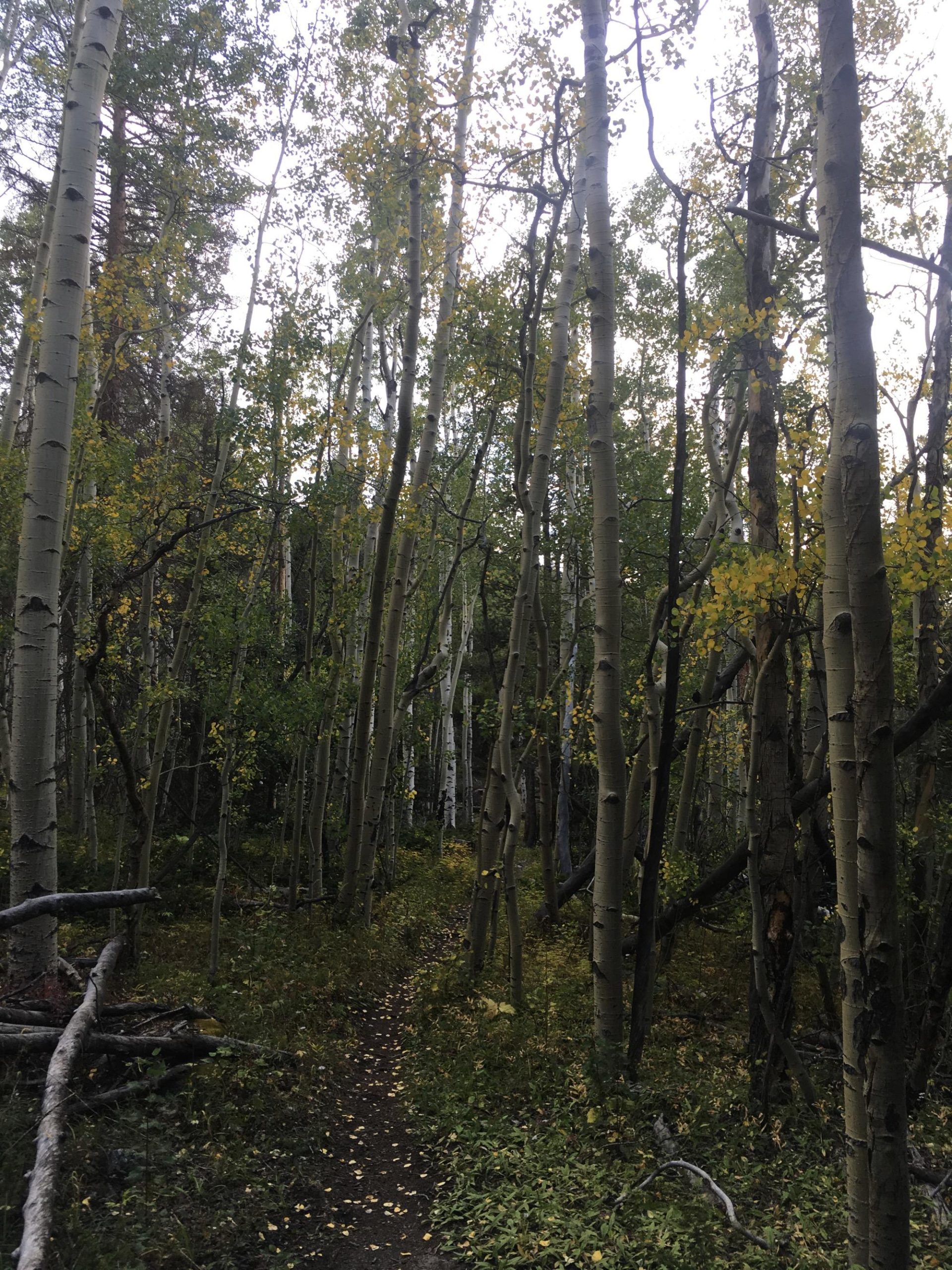 A narrow winding path through a forest of tall, slender trees, with green and yellow leaves scattered on the ground, hinting at the changing seasons. The scene is dappled with soft, natural light filtering through the canopy above. Colorado Trail: Mount Princeton to Avalanche Trailhead / Collegiate Peaks Wilderness mountain bike trail.