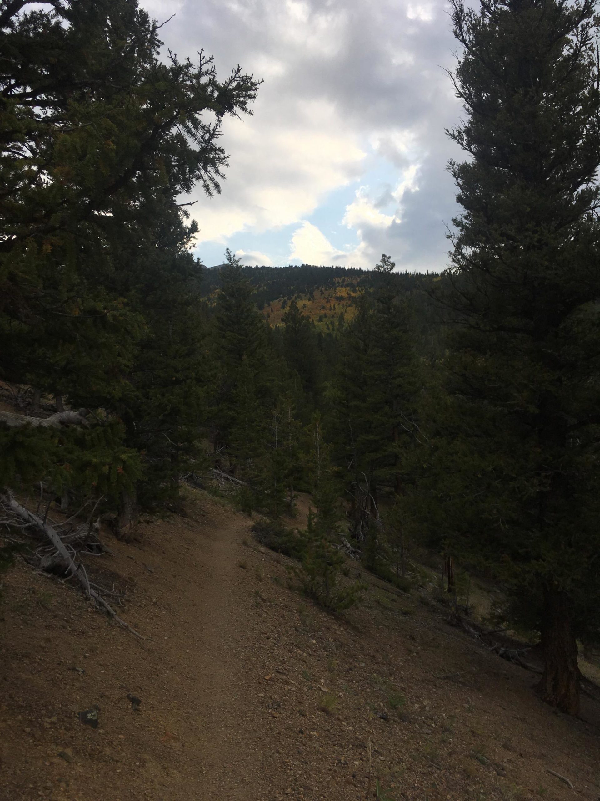 A winding dirt trail surrounded by dense evergreen trees, leading up a hillside with a backdrop of mountains under a partly cloudy sky. Some foliage shows hints of autumn colors. Colorado Trail: Mount Princeton to Avalanche Trailhead / Collegiate Peaks Wilderness mountain bike trail.