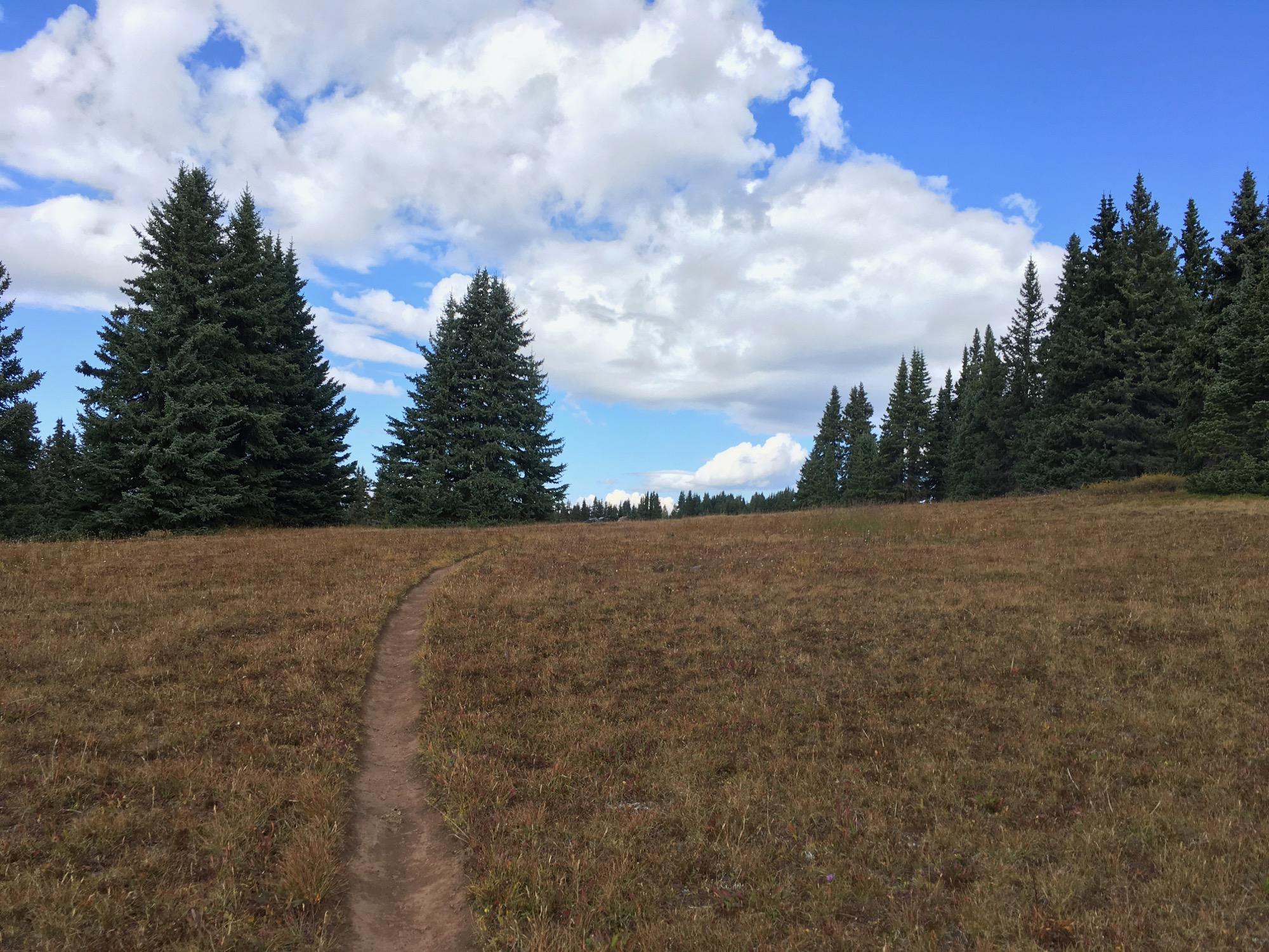 A dirt path winding through a grassy field surrounded by tall evergreen trees, under a blue sky with scattered clouds. Two Elk via Vail Pass mountain bike trail.