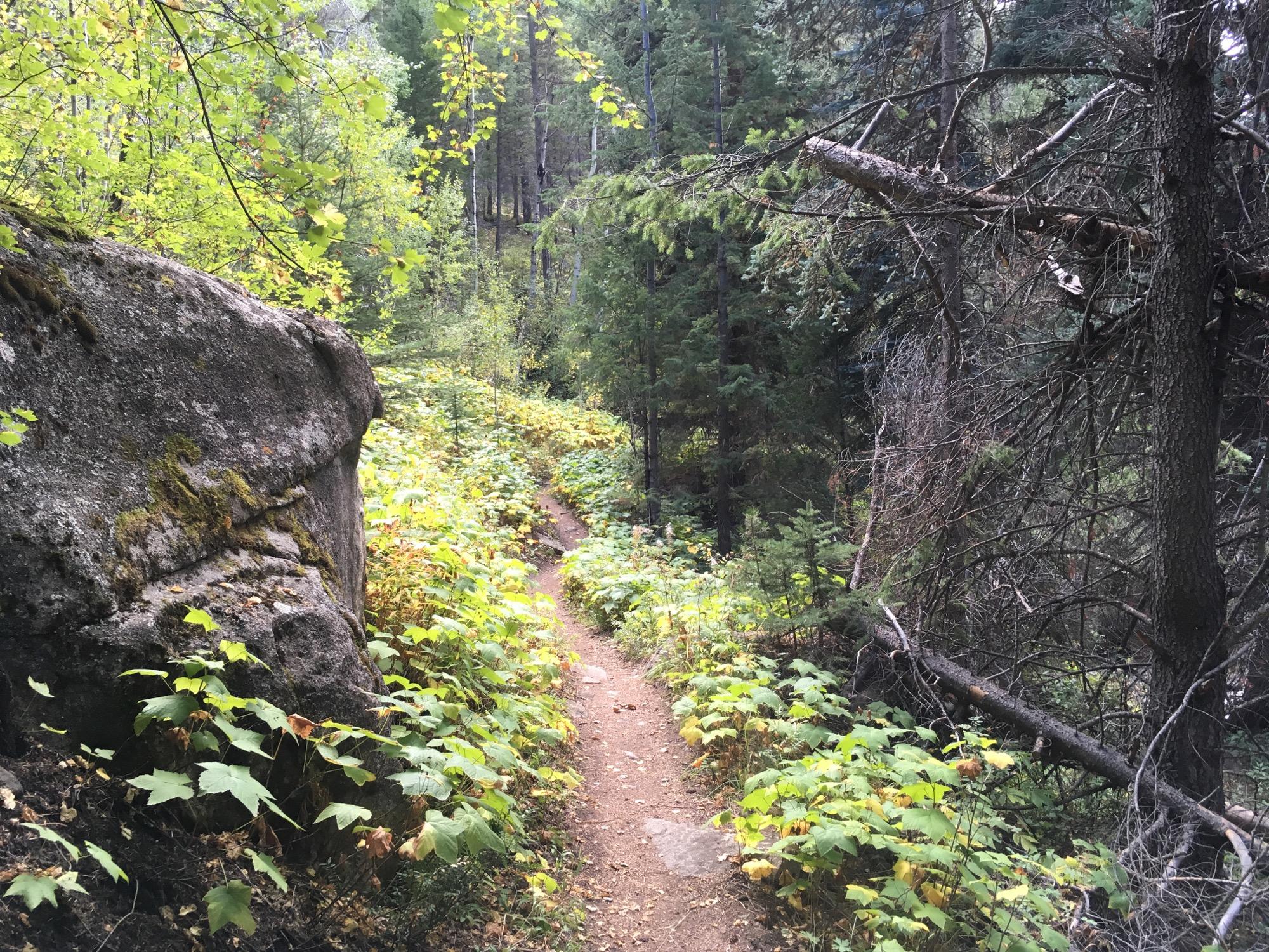 A narrow dirt trail winds through a lush forest, bordered by vibrant green foliage and large rocks. Tall trees create a serene atmosphere, with hints of sunlight filtering through the leaves. The scene conveys a sense of tranquility and natural beauty. Two Elk via Vail Pass mountain bike trail.