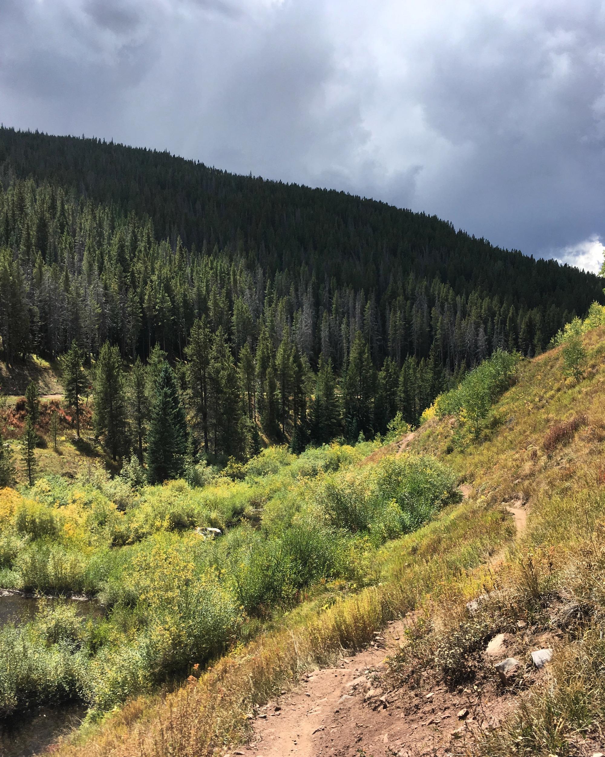 A scenic view of a forested hillside with lush green trees under a cloudy sky. In the foreground, a winding dirt path leads through a patch of wild grasses and shrubs near a small body of water. The image captures the tranquility and natural beauty of a mountainous landscape. Two Elk via Vail Pass mountain bike trail.