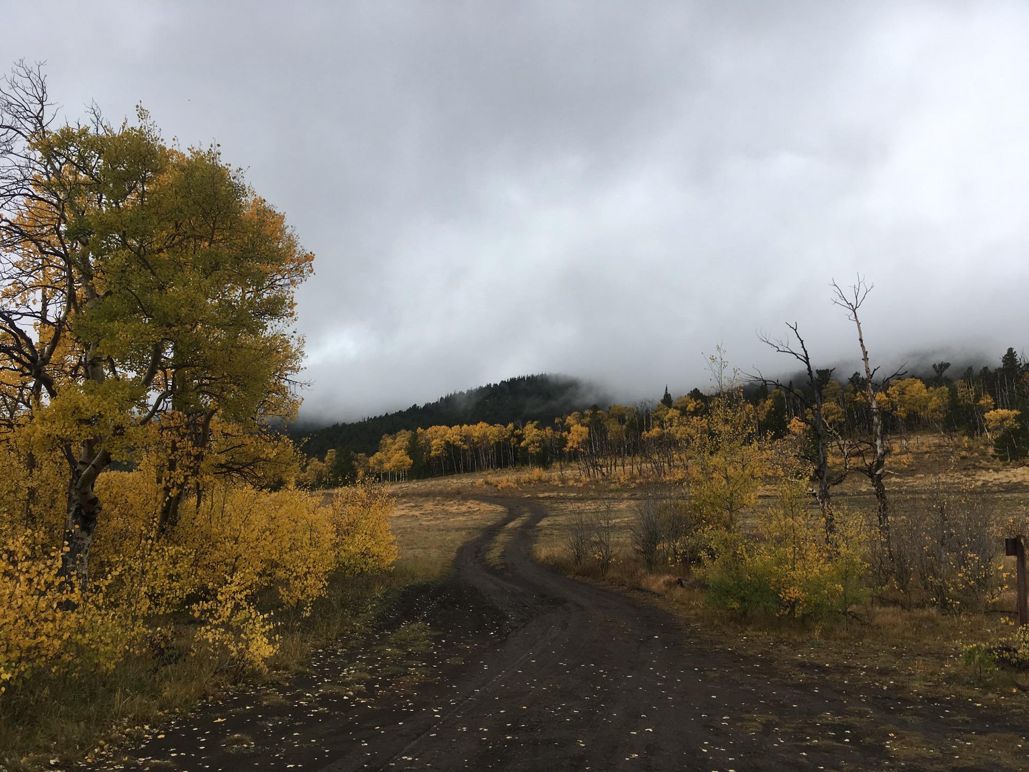 A winding dirt path leads through a landscape of vibrant yellow foliage under a cloudy sky. In the background, rolling hills are partially shrouded in mist, creating a serene autumn scene. Sheep Creek mountain bike trail.