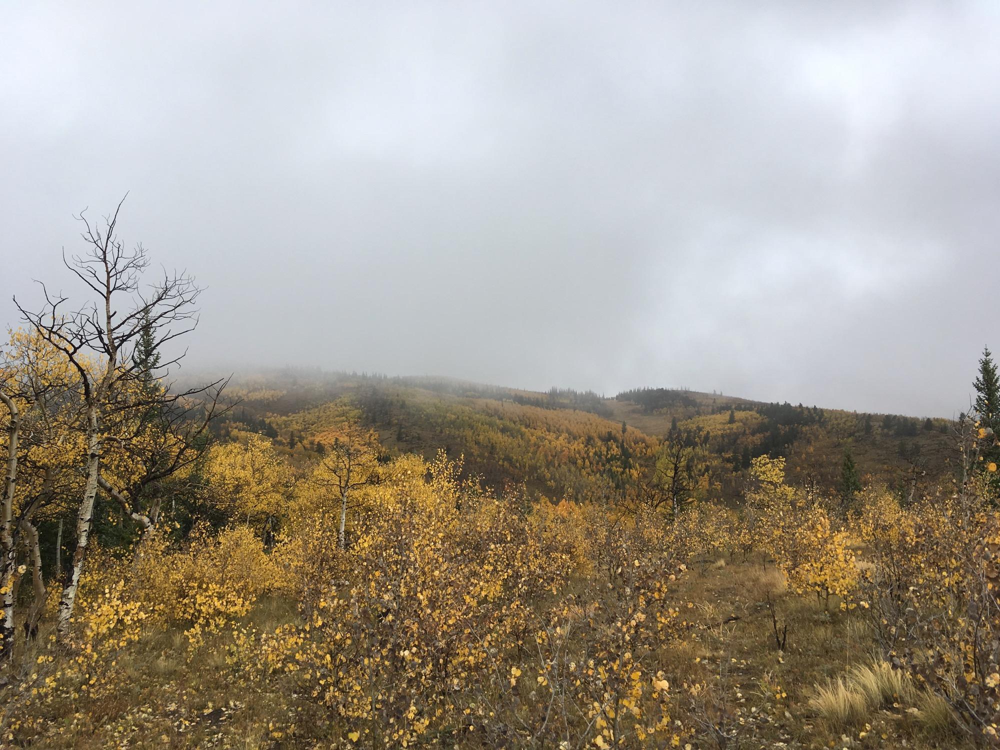 A misty landscape featuring rolling hills covered in vibrant yellow and green vegetation, with scattered trees. The sky is overcast, creating a serene and slightly mysterious atmosphere. Sheep Creek mountain bike trail.