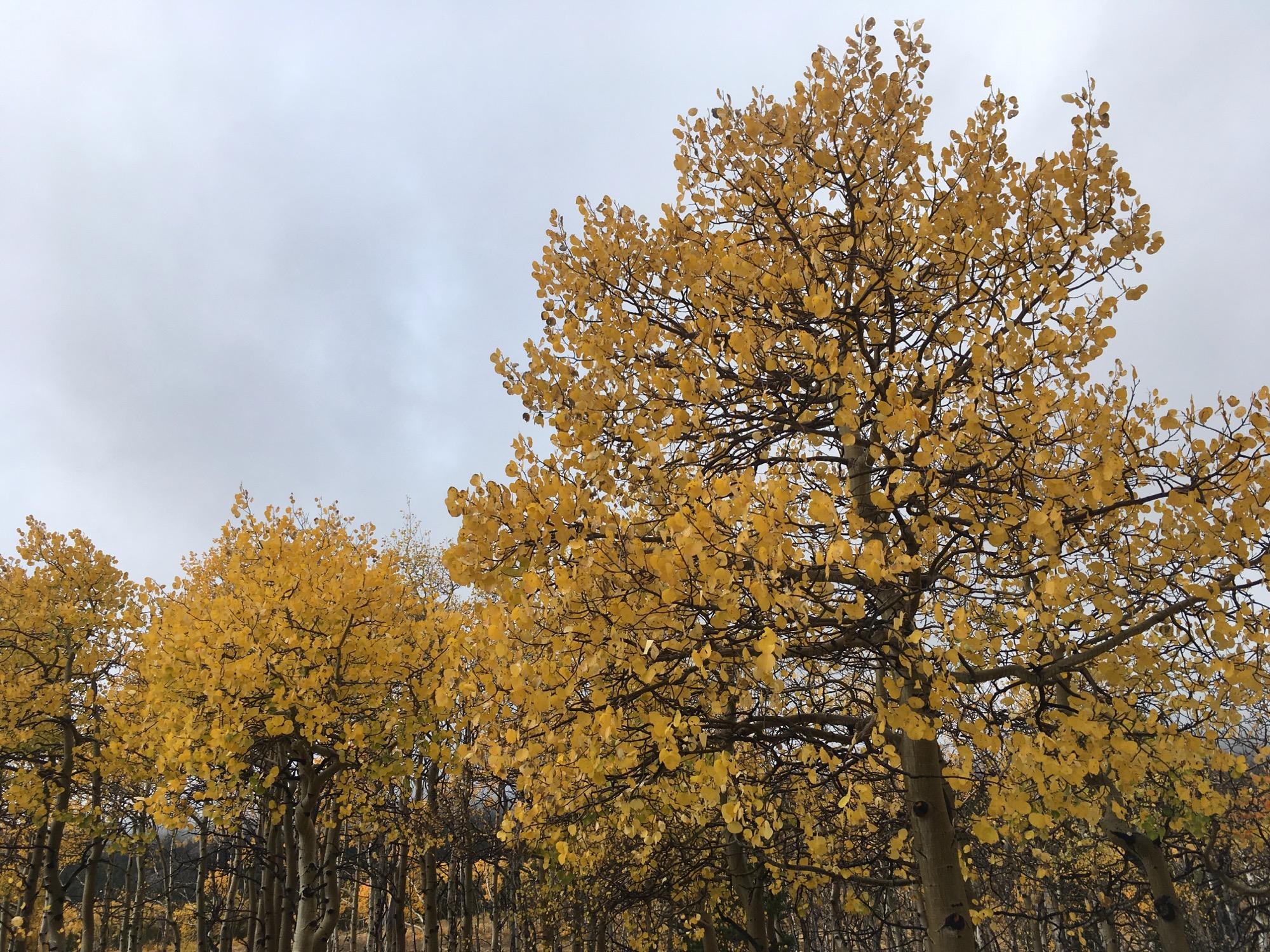 A canopy of bright yellow-leaved trees against a cloudy sky, showcasing the vibrant colors of autumn foliage. Sheep Creek mountain bike trail.