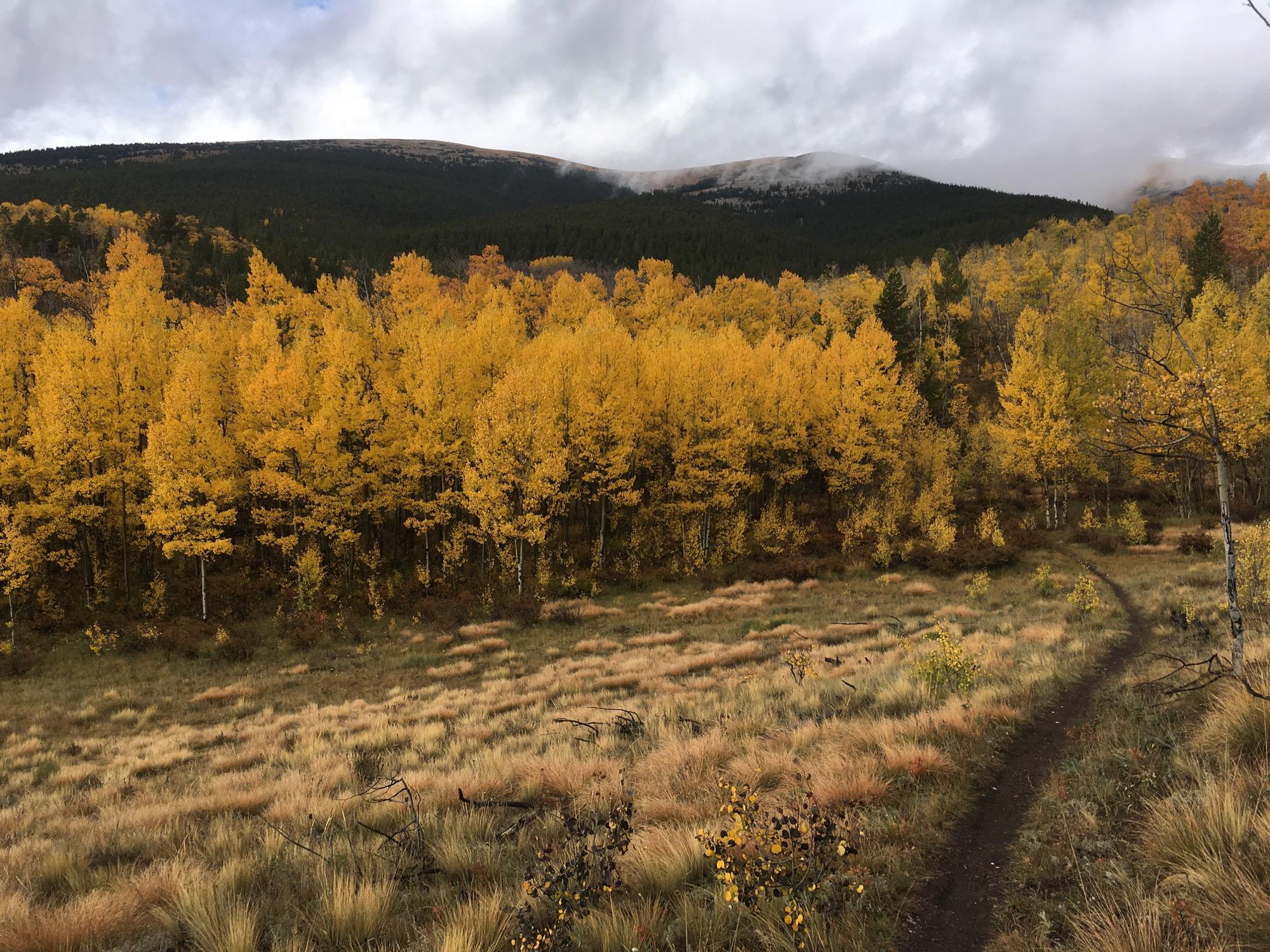 A scenic landscape featuring a vibrant grove of golden trees in autumn, set against a backdrop of rolling green hills. A winding dirt path leads through a field of tall grass, while clouds hover gently above the mountain peaks in the distance. The scene captures the beauty of fall foliage and the tranquility of nature. Sheep Creek mountain bike trail.