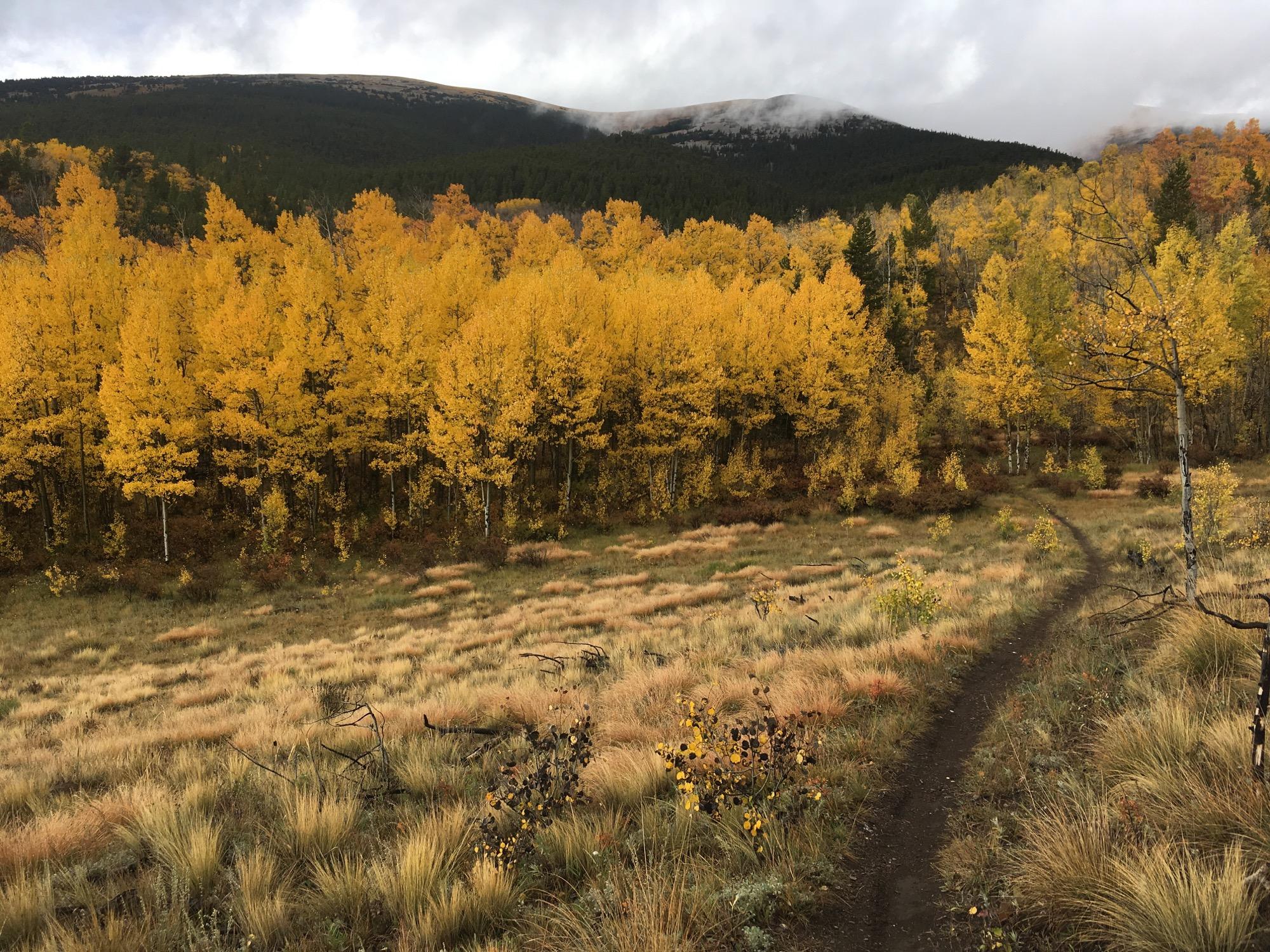 A scenic landscape featuring a foreground of tall, golden autumn grass and a winding dirt path. In the background, a vibrant grove of yellow-leaved trees contrasts with the dark green mountains under a cloudy sky. Sheep Creek mountain bike trail.