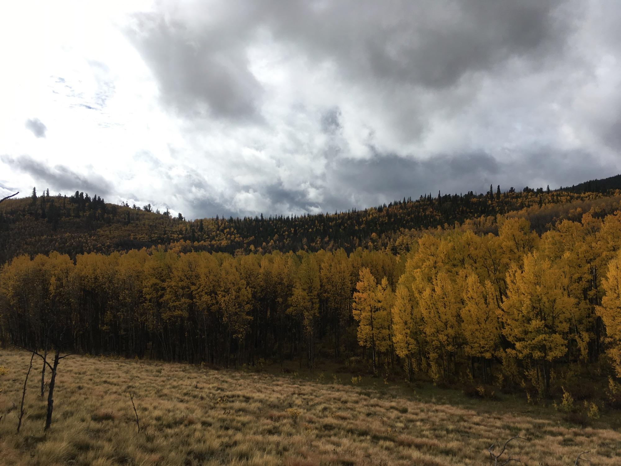 A scenic view of a forest filled with vibrant yellow trees, set against a backdrop of rolling hills and cloudy skies. The foreground features patches of tall grass, while the distant horizon showcases a mix of coniferous trees among the colorful foliage. Sheep Creek mountain bike trail.