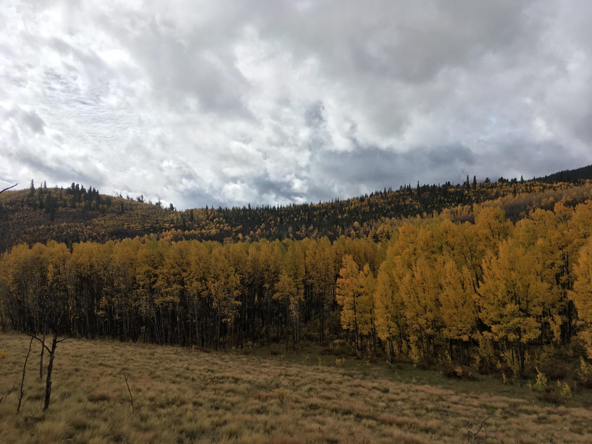 A scenic view of a hillside covered in vibrant yellow aspen trees under a cloudy sky. The foreground features a grassy area, while the background showcases a mix of yellow foliage and darker green coniferous trees, creating a contrast against the dramatic clouds above. Sheep Creek mountain bike trail.