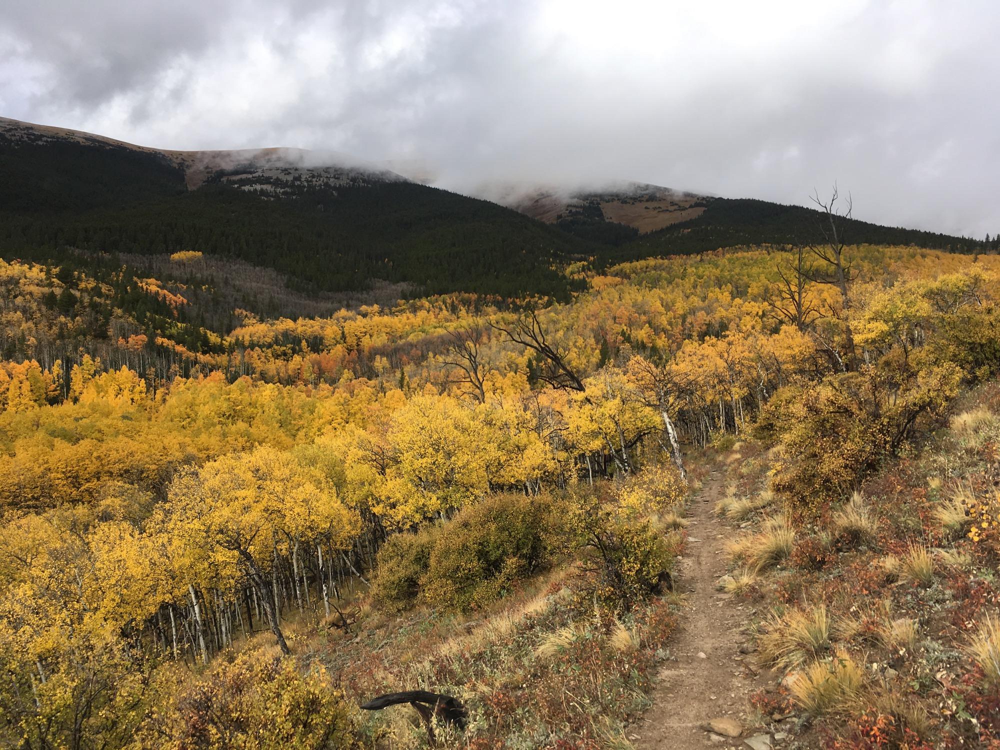 A scenic view of a mountainous landscape featuring vibrant yellow and orange autumn foliage. In the foreground, a dirt path winds through clusters of trees, leading towards rolling hills and a cloud-covered mountain in the background. The sky is overcast, adding a dramatic effect to the tranquil natural setting. Sheep Creek mountain bike trail.