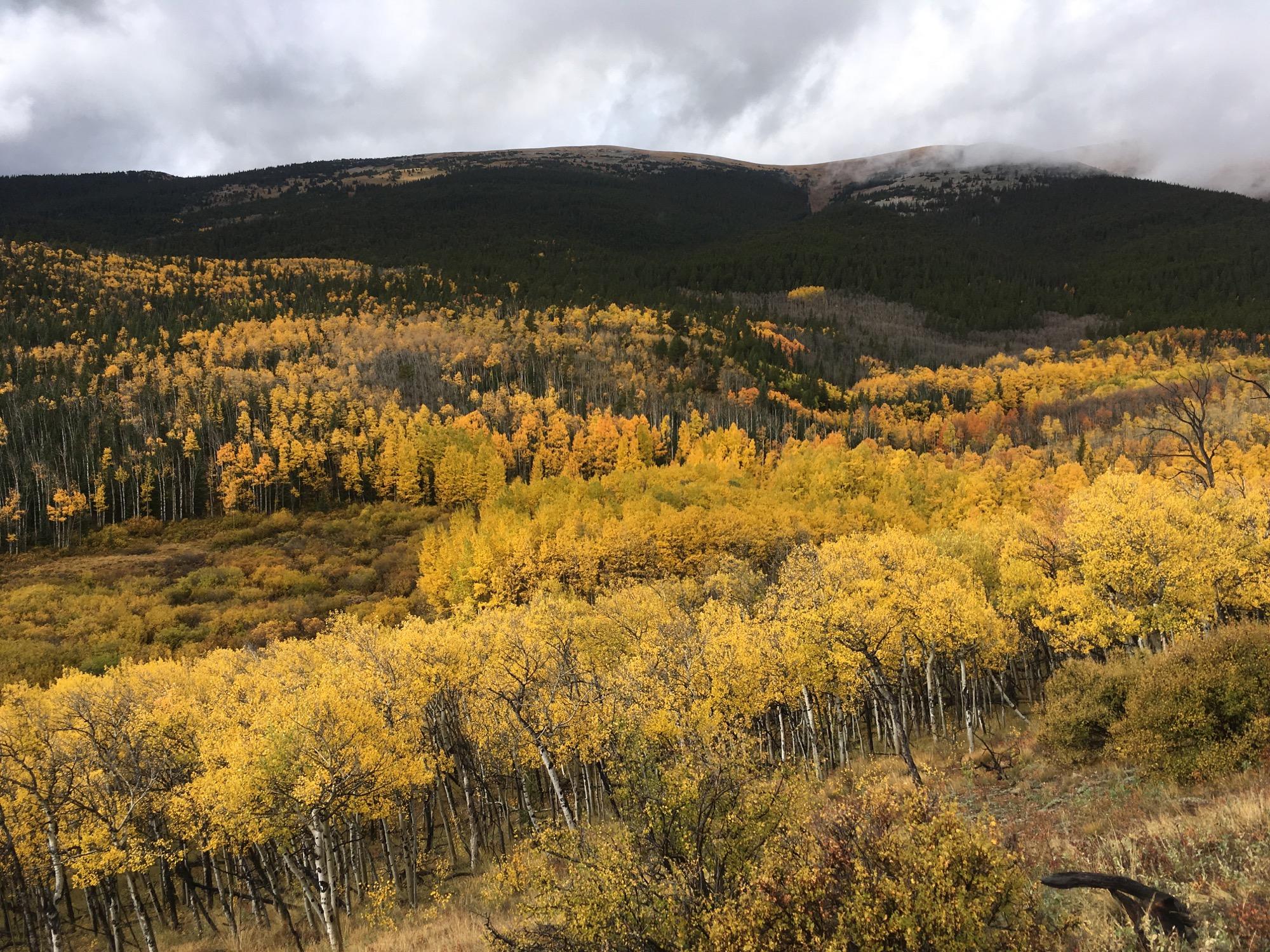 A scenic view of a mountainside covered in vibrant yellow aspen trees, with a mix of green coniferous trees in the background. The sky is partly cloudy, casting soft light over the landscape, highlighting the autumn colors. Sheep Creek mountain bike trail.