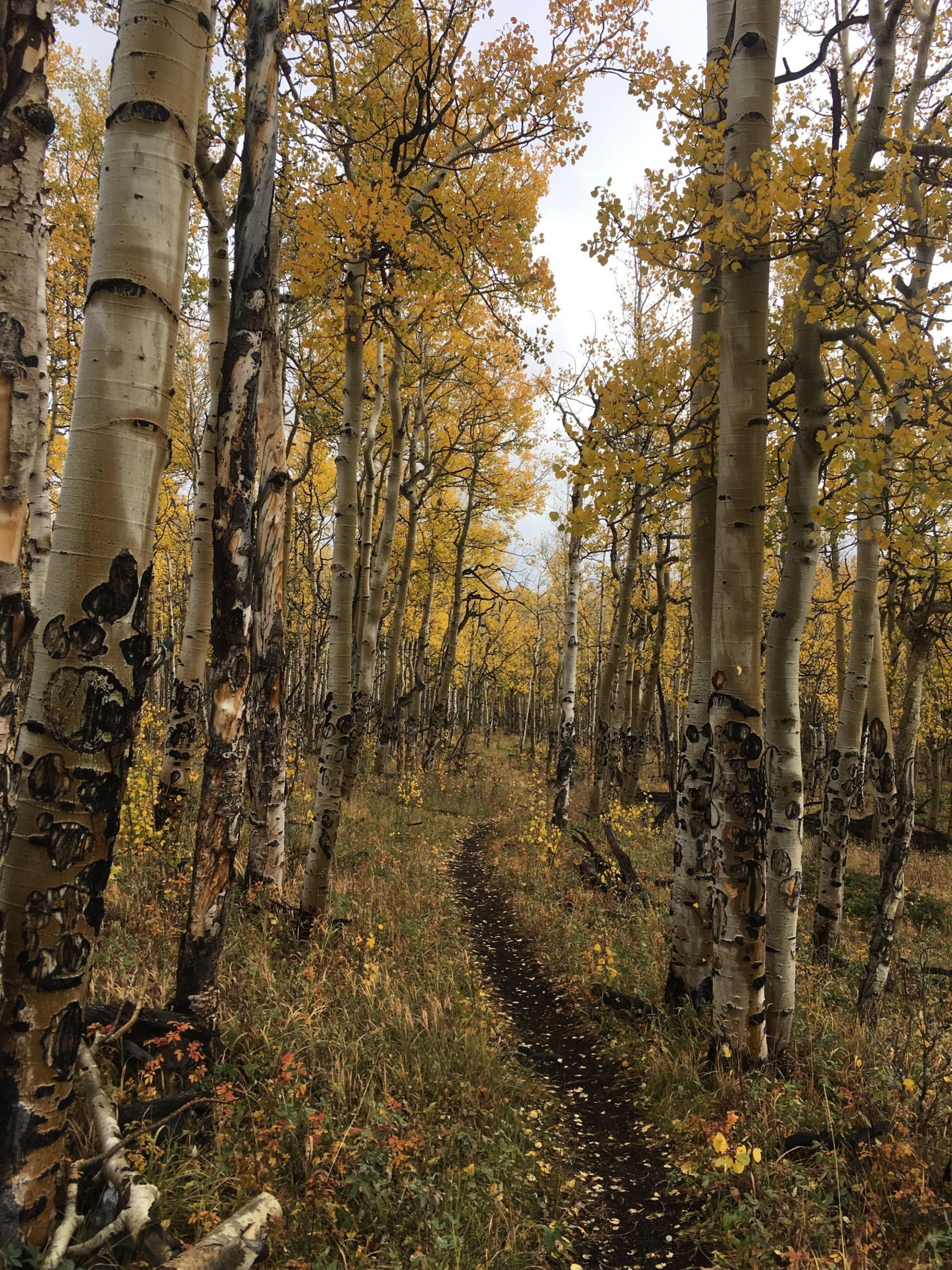 A dirt path winds through a grove of aspen trees, their trunks displaying distinctive white bark marked with dark patches. The leaves are a vibrant yellow, indicating it is autumn. The scene is serene, with grassy undergrowth and scattered fallen leaves along the trail. Sheep Creek mountain bike trail.