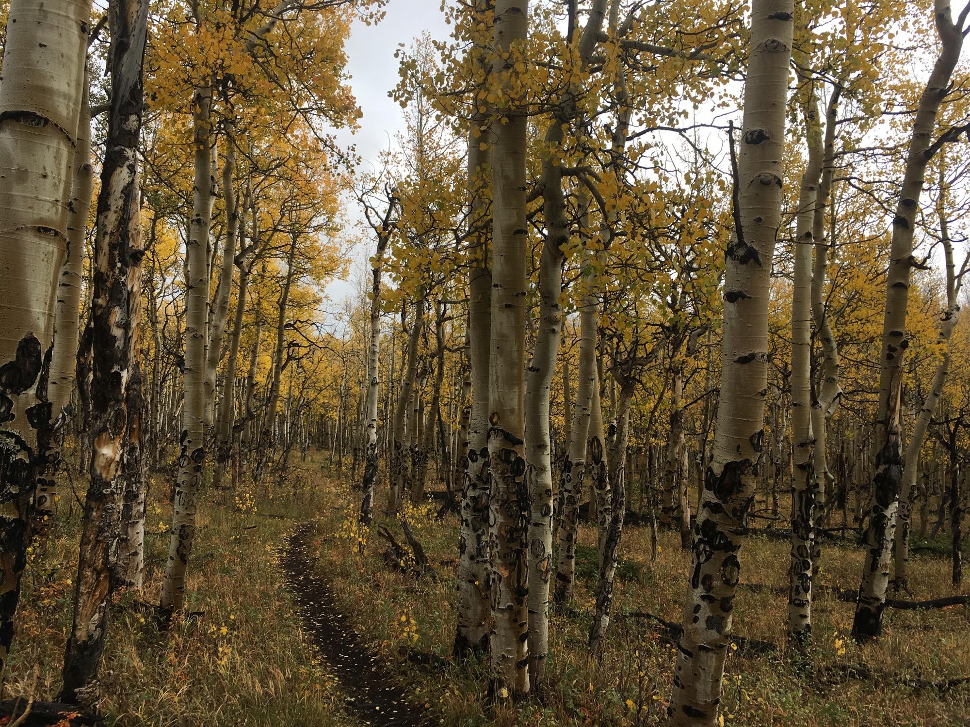 A serene forest scene featuring tall aspen trees with white bark and brilliant yellow leaves. A narrow dirt path winds through the trees, surrounded by tall grass and scattered yellow foliage on the ground, creating a picturesque autumn landscape. Sheep Creek mountain bike trail.