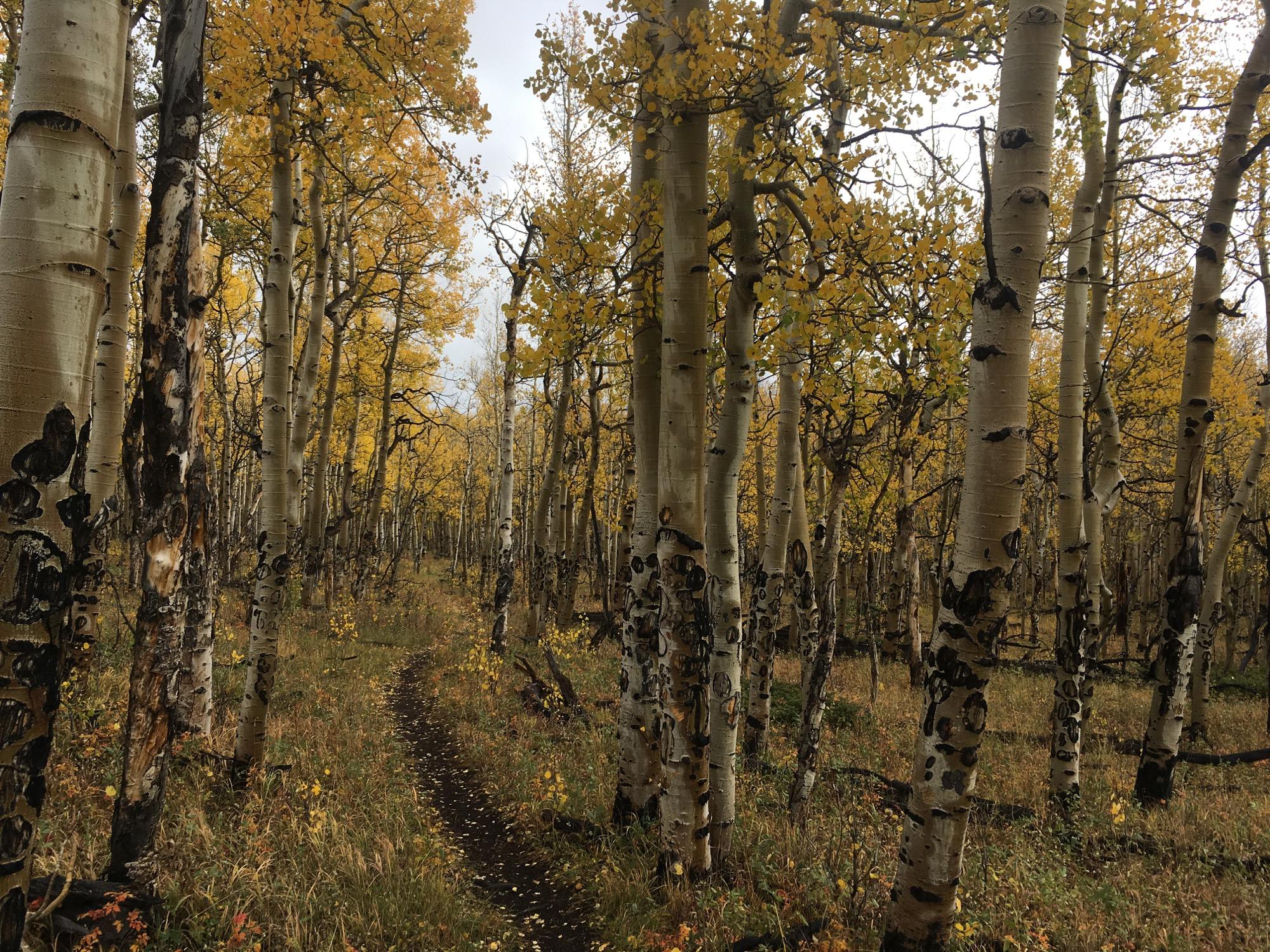 A narrow dirt path winds through a forest of aspen trees, their white bark contrasting with vibrant yellow leaves. The ground is covered with grass and fallen leaves, creating a serene autumn atmosphere. Soft light filters through the branches, illuminating the peaceful scene. Sheep Creek mountain bike trail.