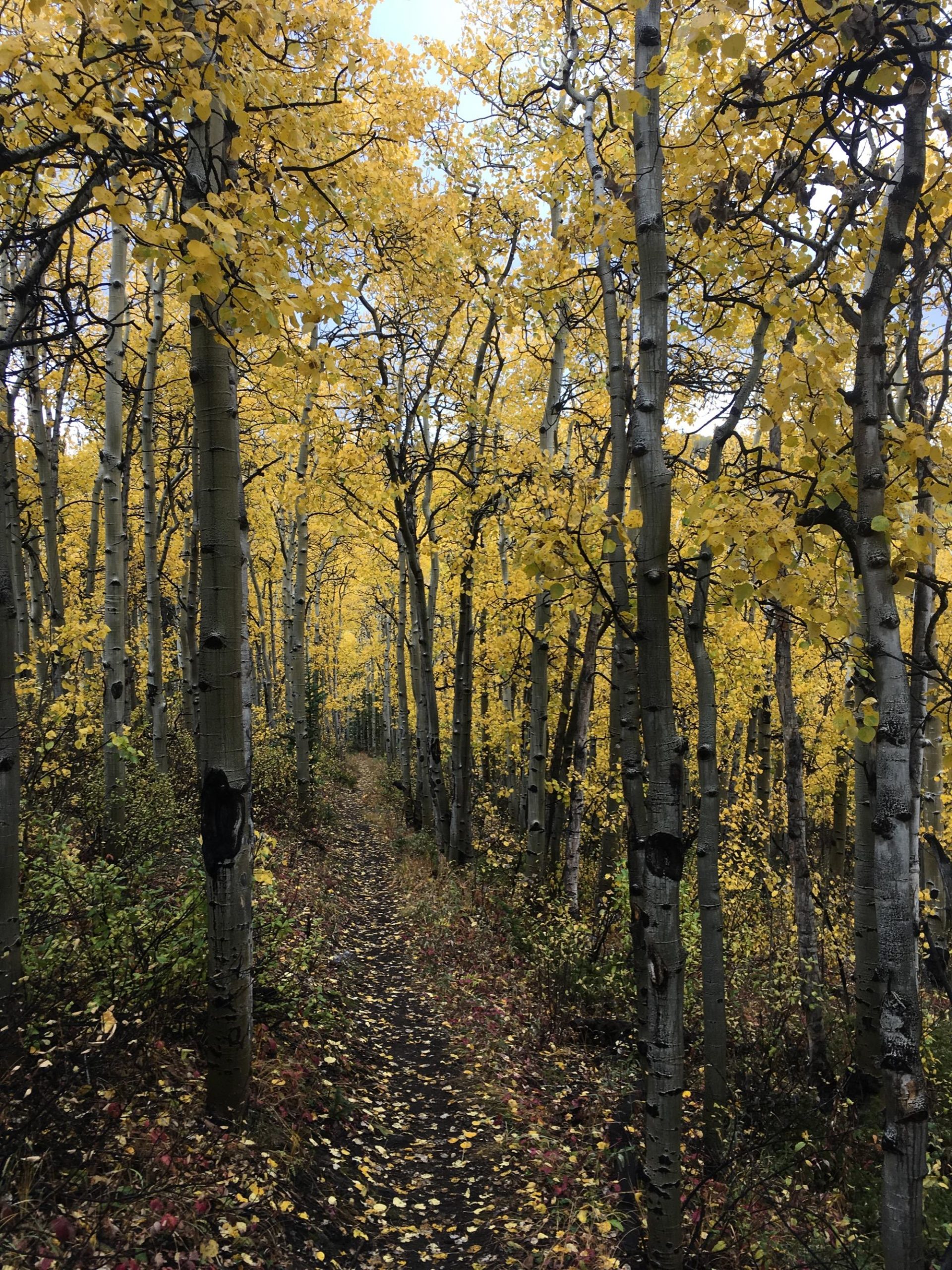 A serene forest path winding through a grove of aspen trees adorned with vibrant yellow leaves, with a soft carpet of fallen leaves covering the ground. Sheep Creek mountain bike trail.
